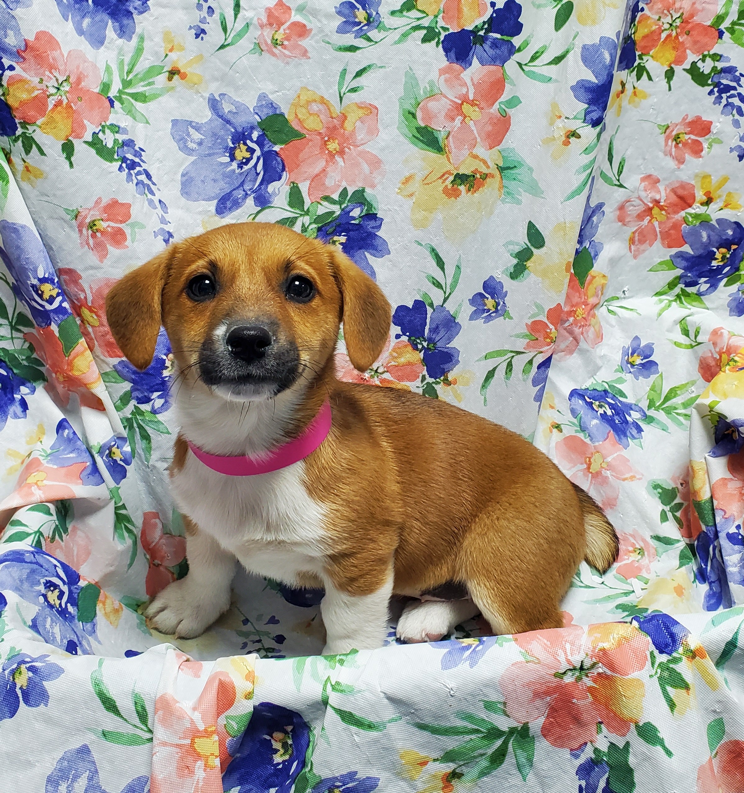 Available Puppies 17