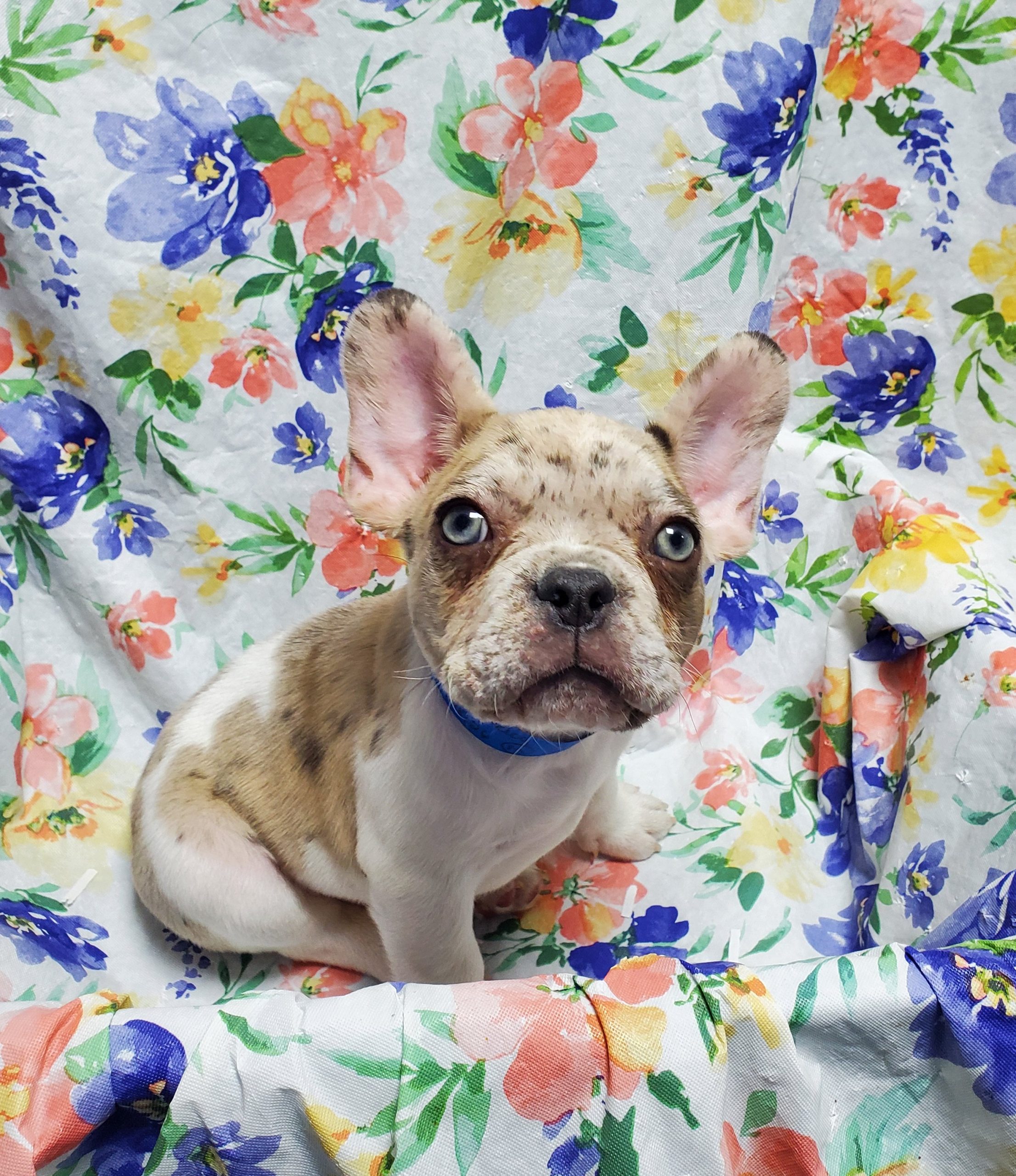 Available Puppies 11 Available Puppies 11
