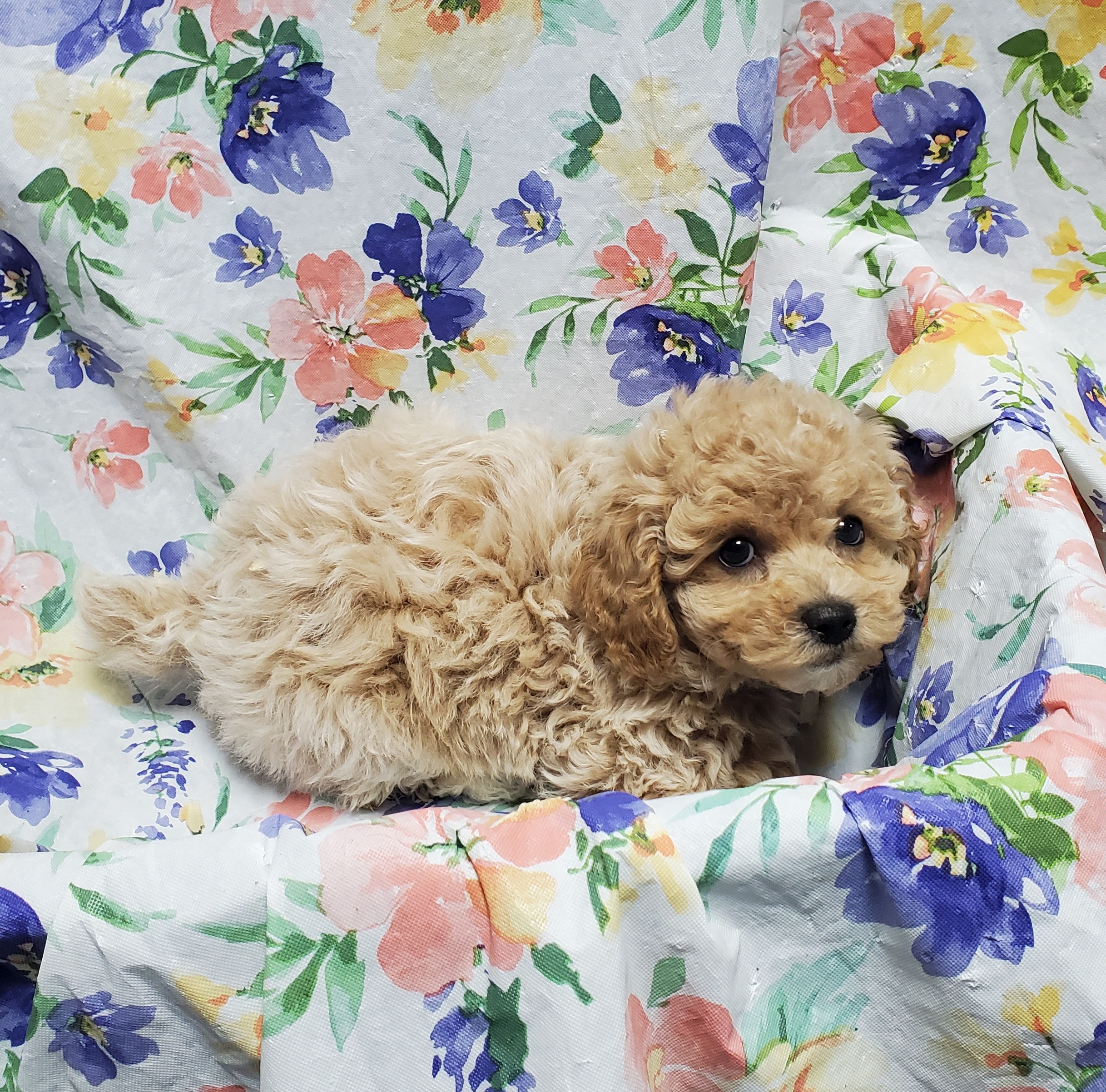 Available Puppies 18