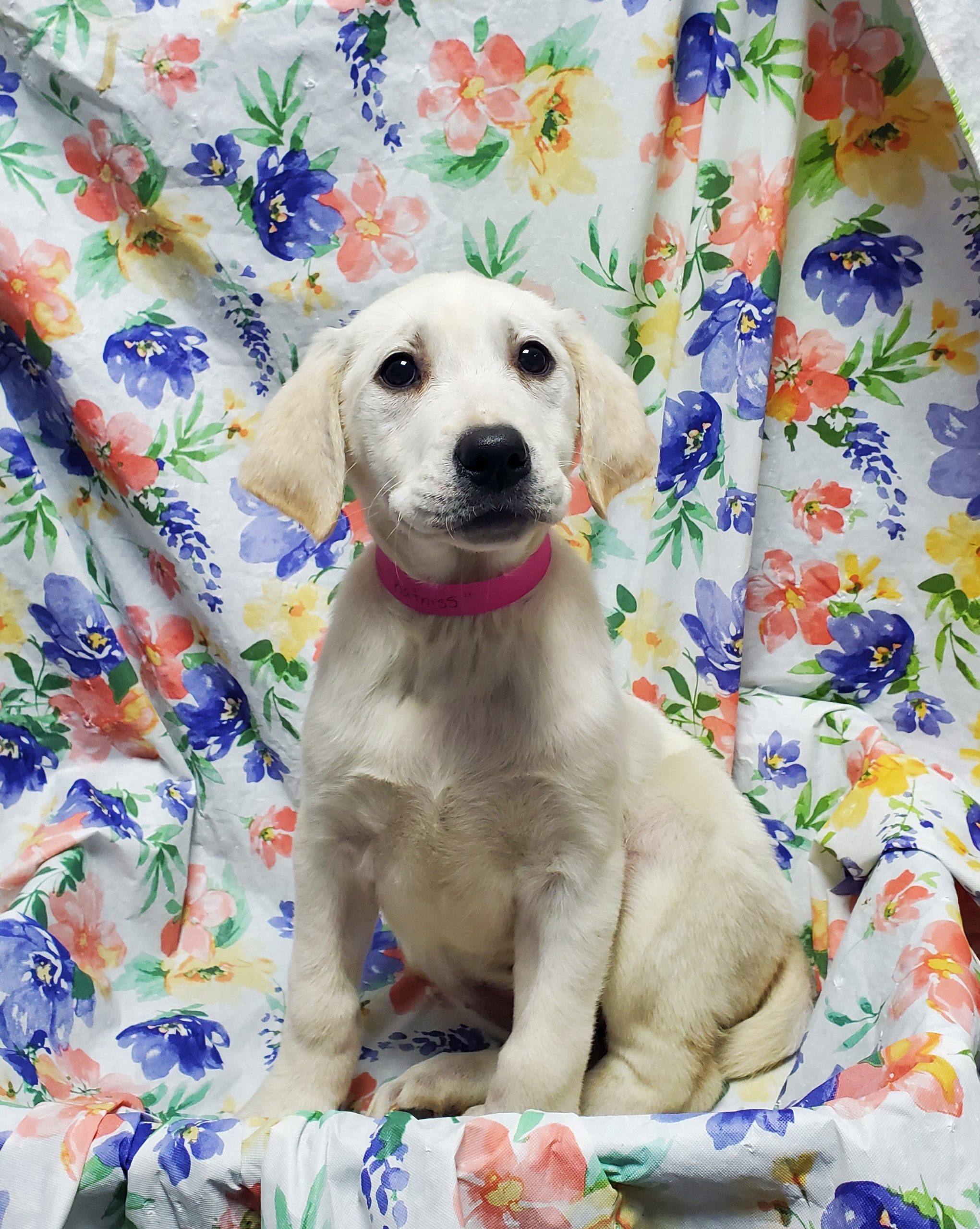 Available Puppies 19