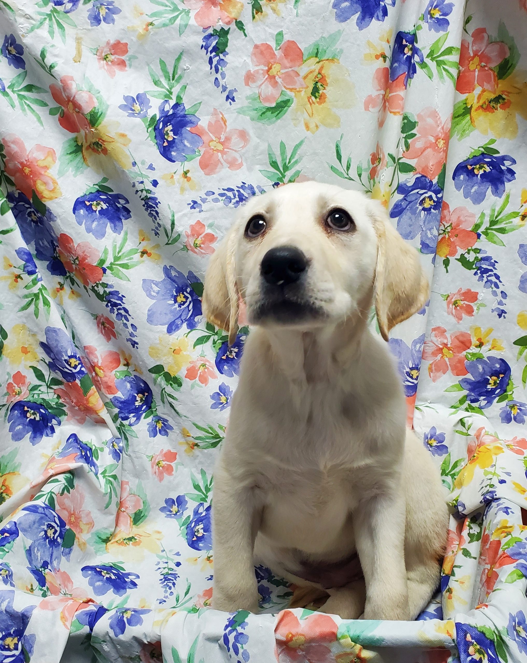 Available Puppies 13 Available Puppies 13