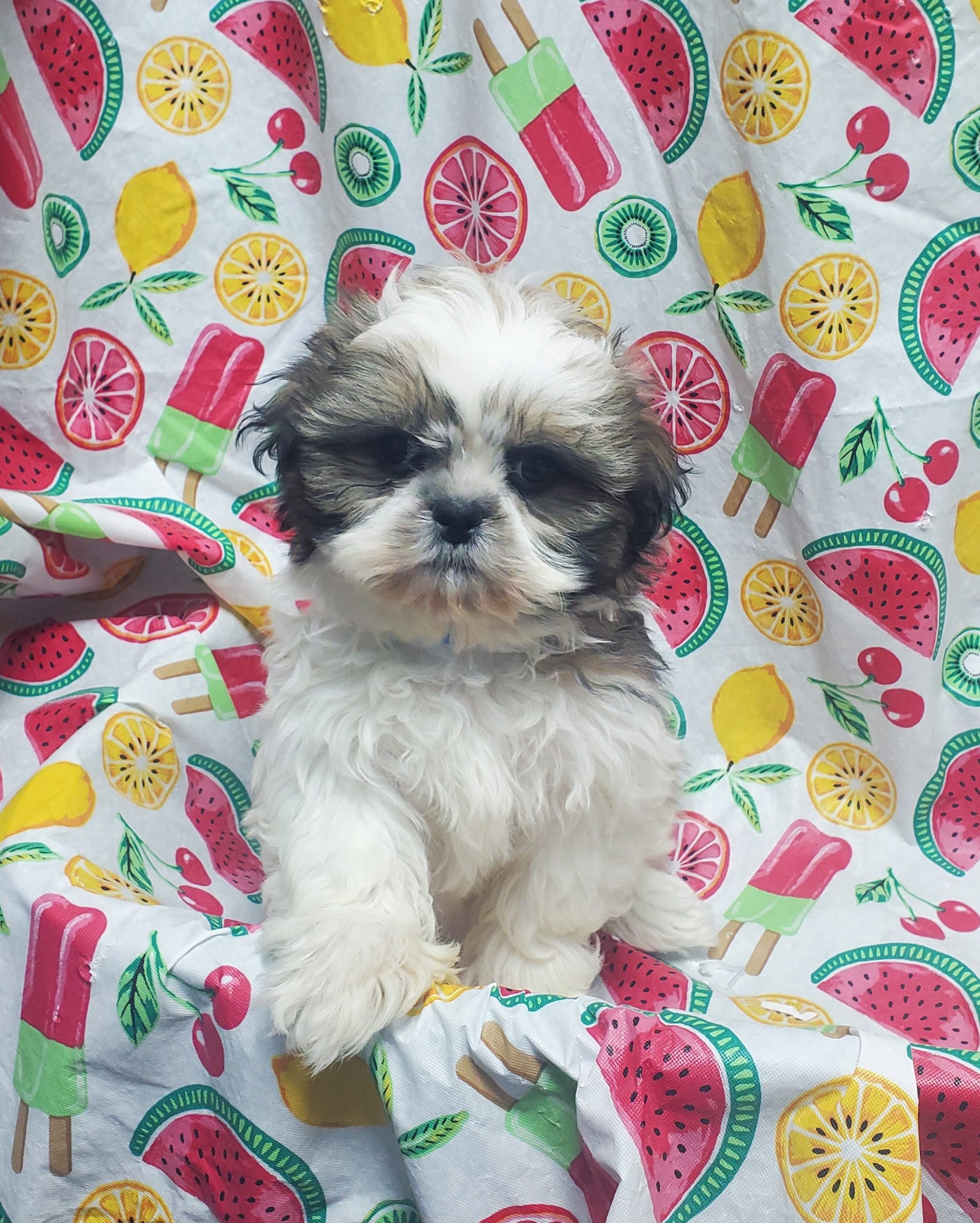 Available Puppies 26