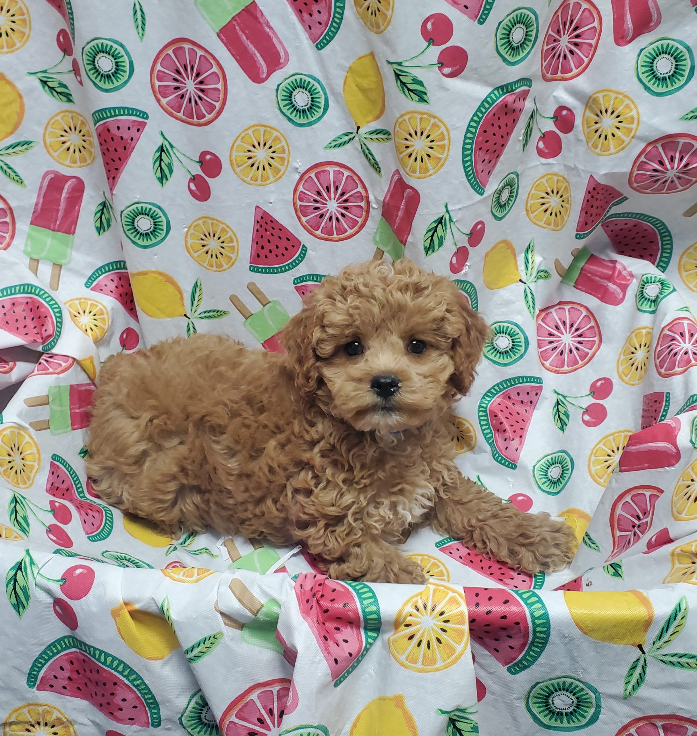 Available Puppies 24