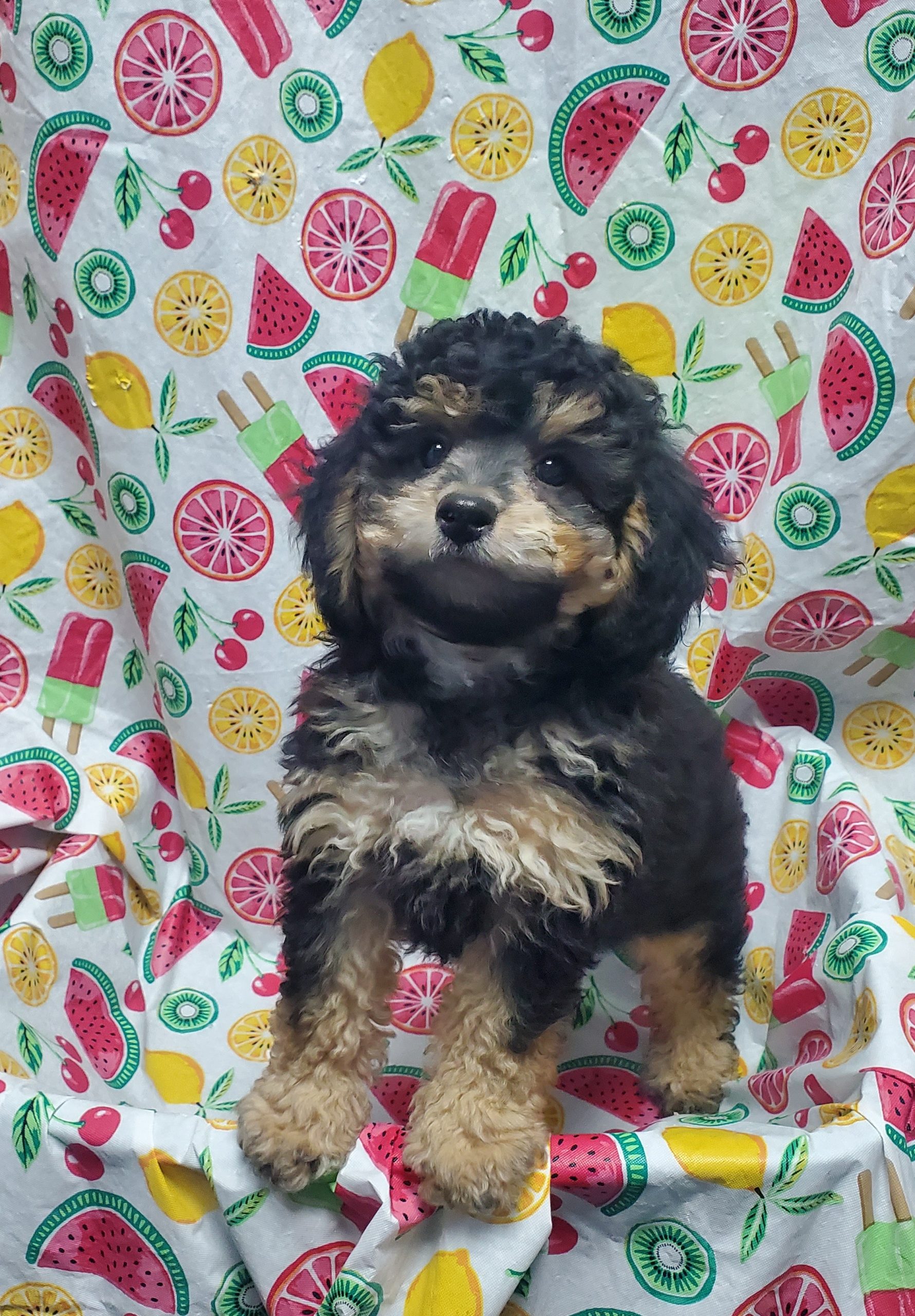 Available Puppies 25