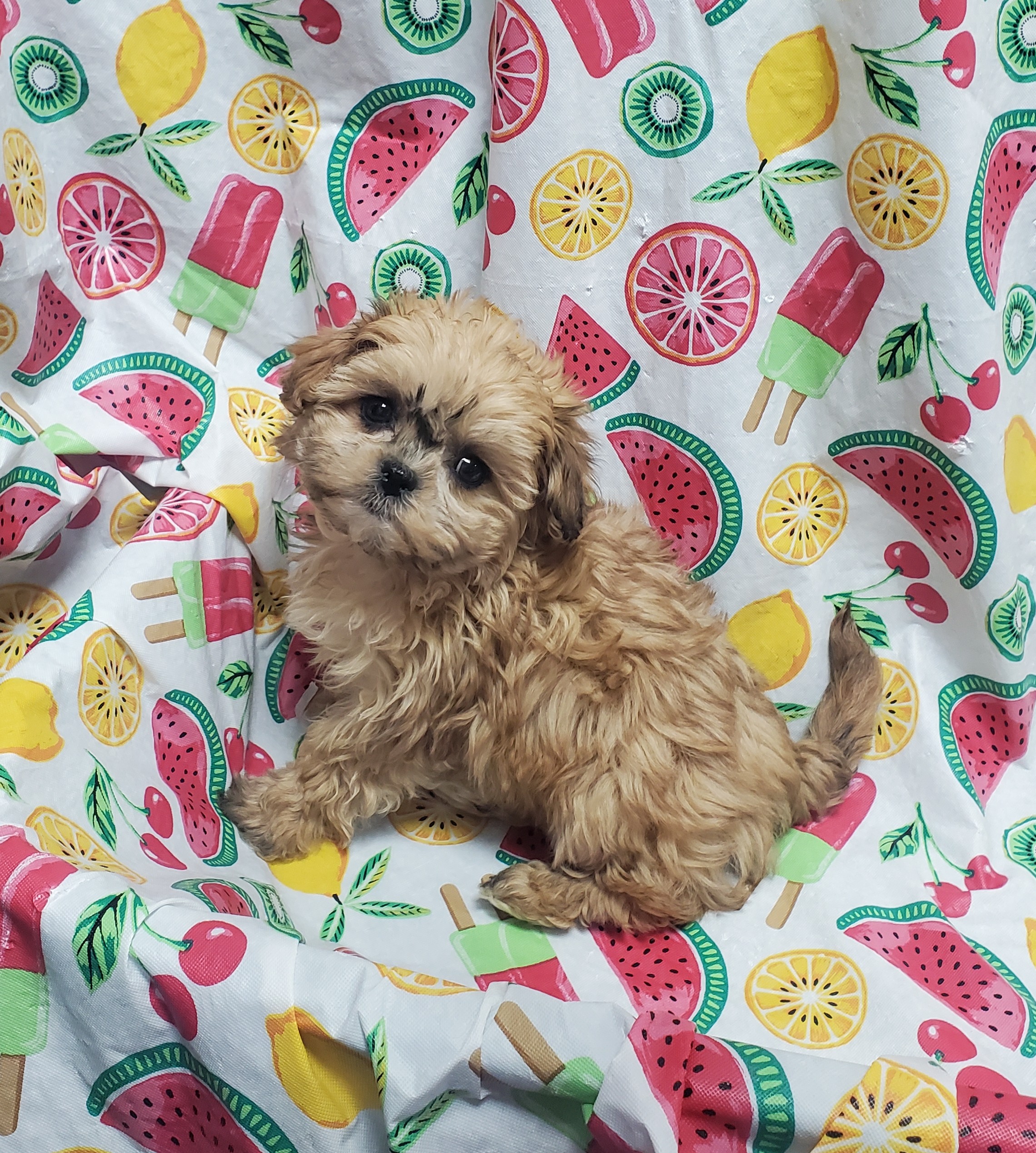 Available Puppies 21