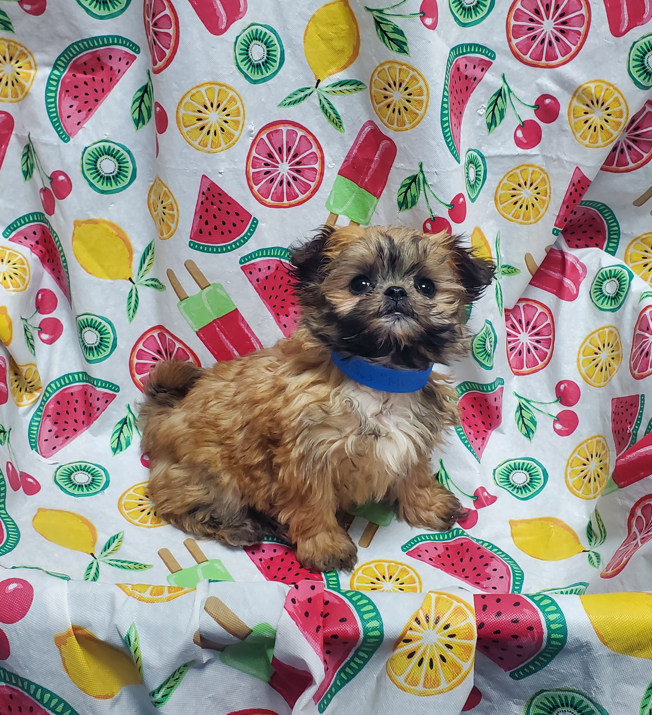 Available Puppies 20