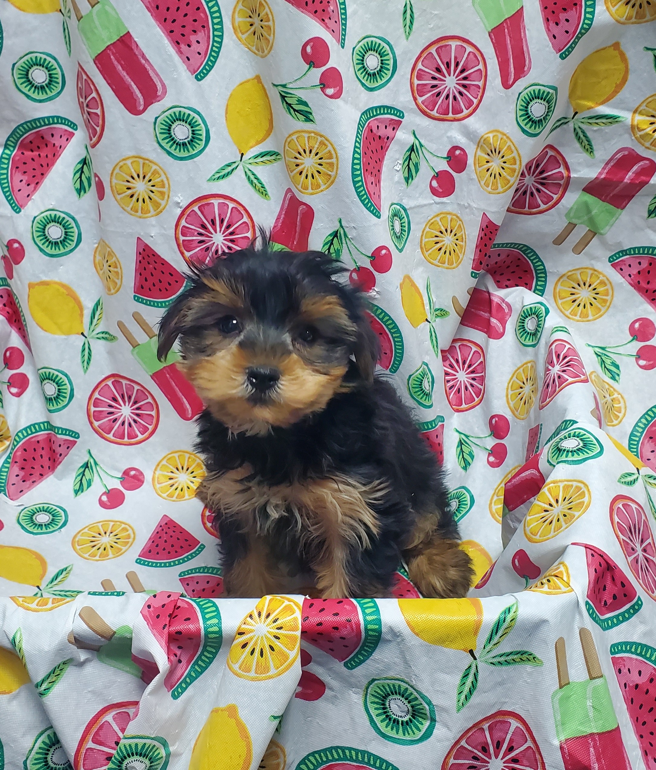 Available Puppies 22
