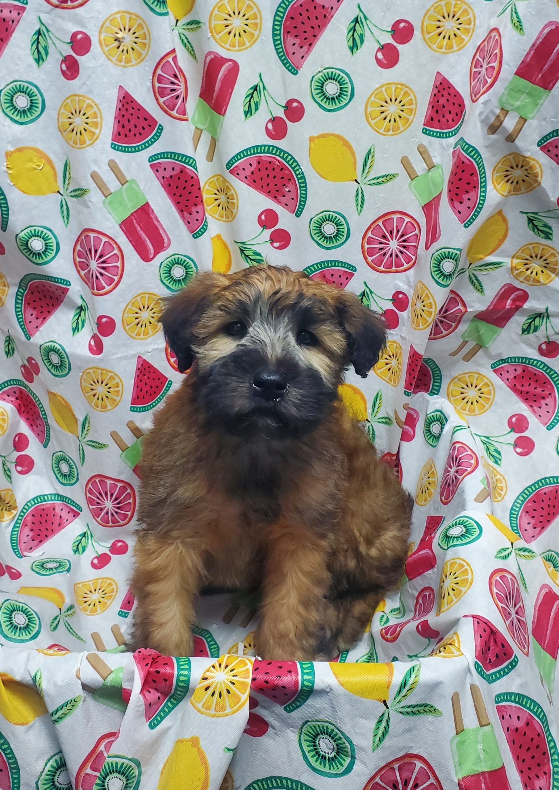 Available Puppies 23