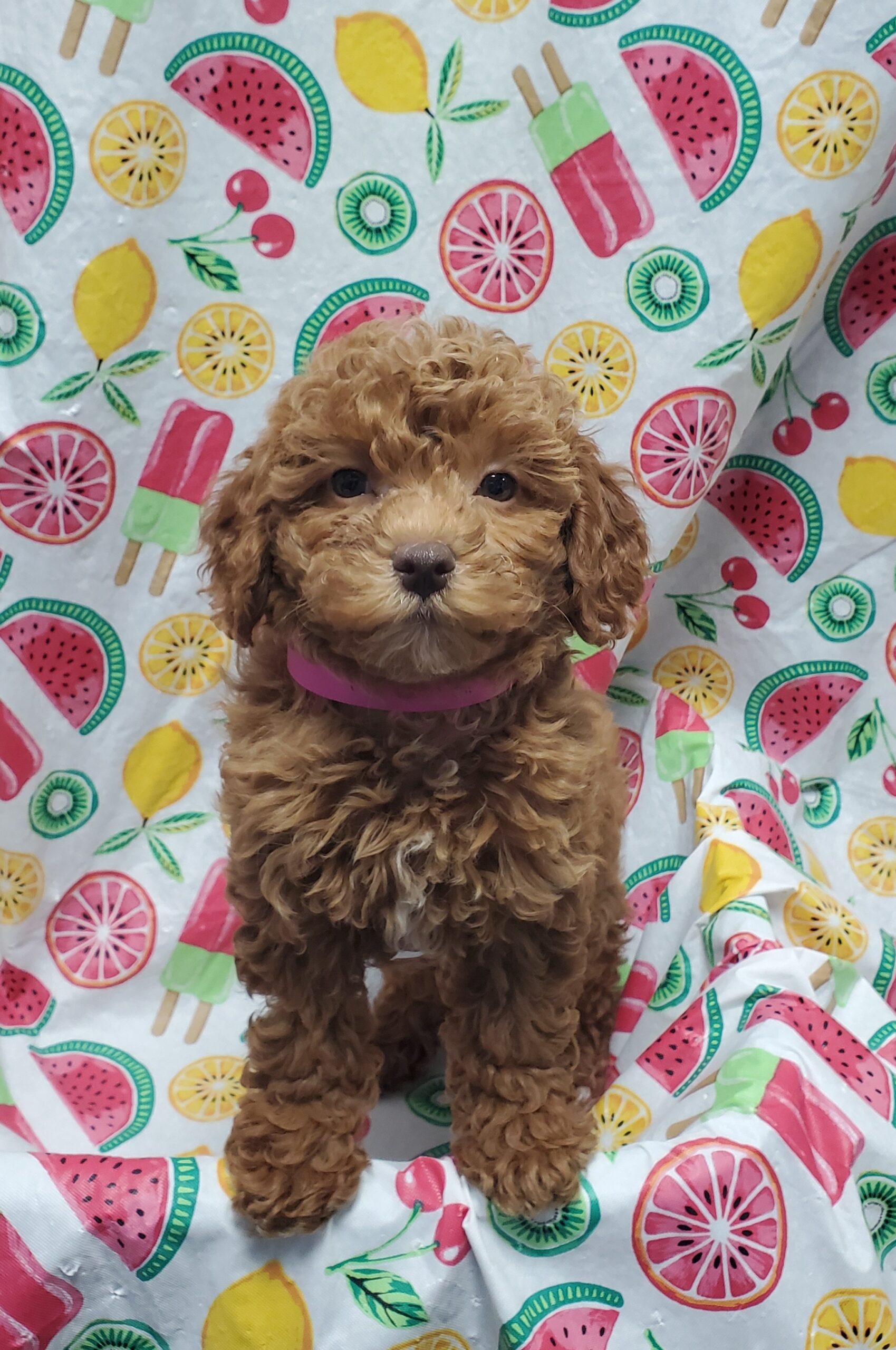 Available Puppies 18 Available Puppies 18