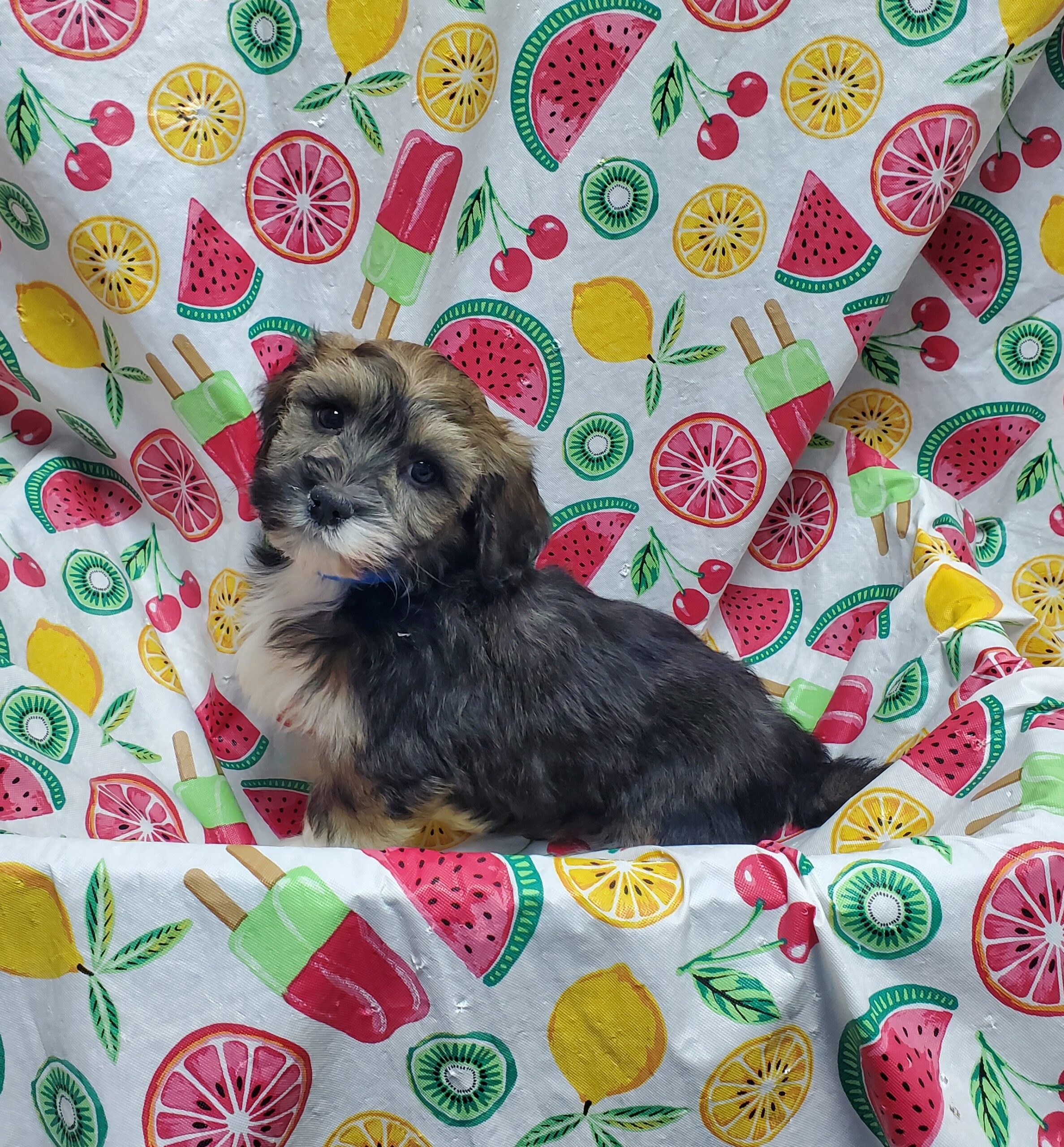 Available Puppies 14 Available Puppies 14