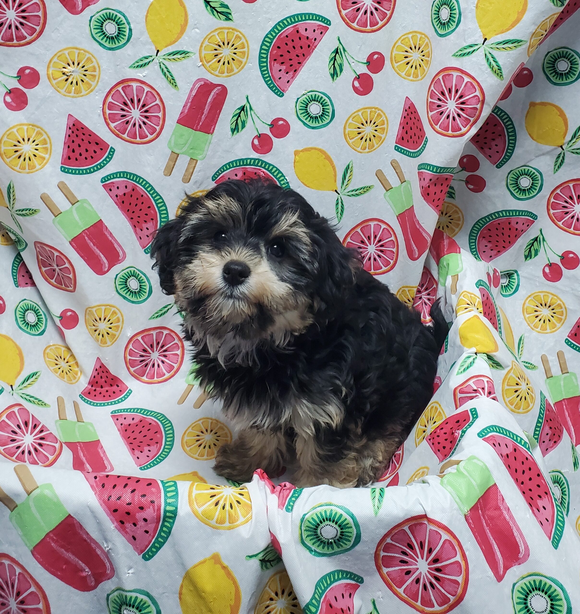 Available Puppies 15 Available Puppies 15