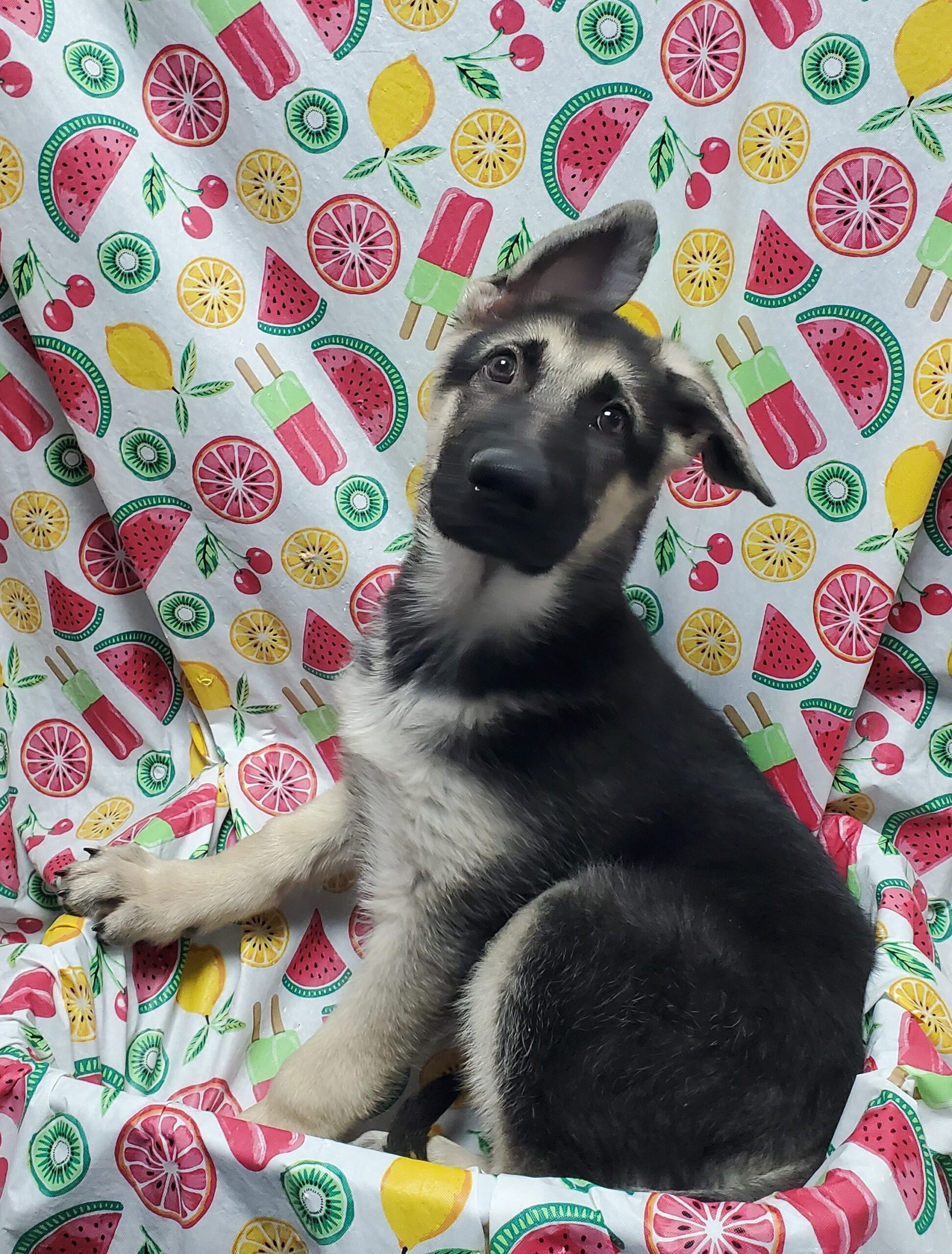 Available Puppies 16 Available Puppies 16
