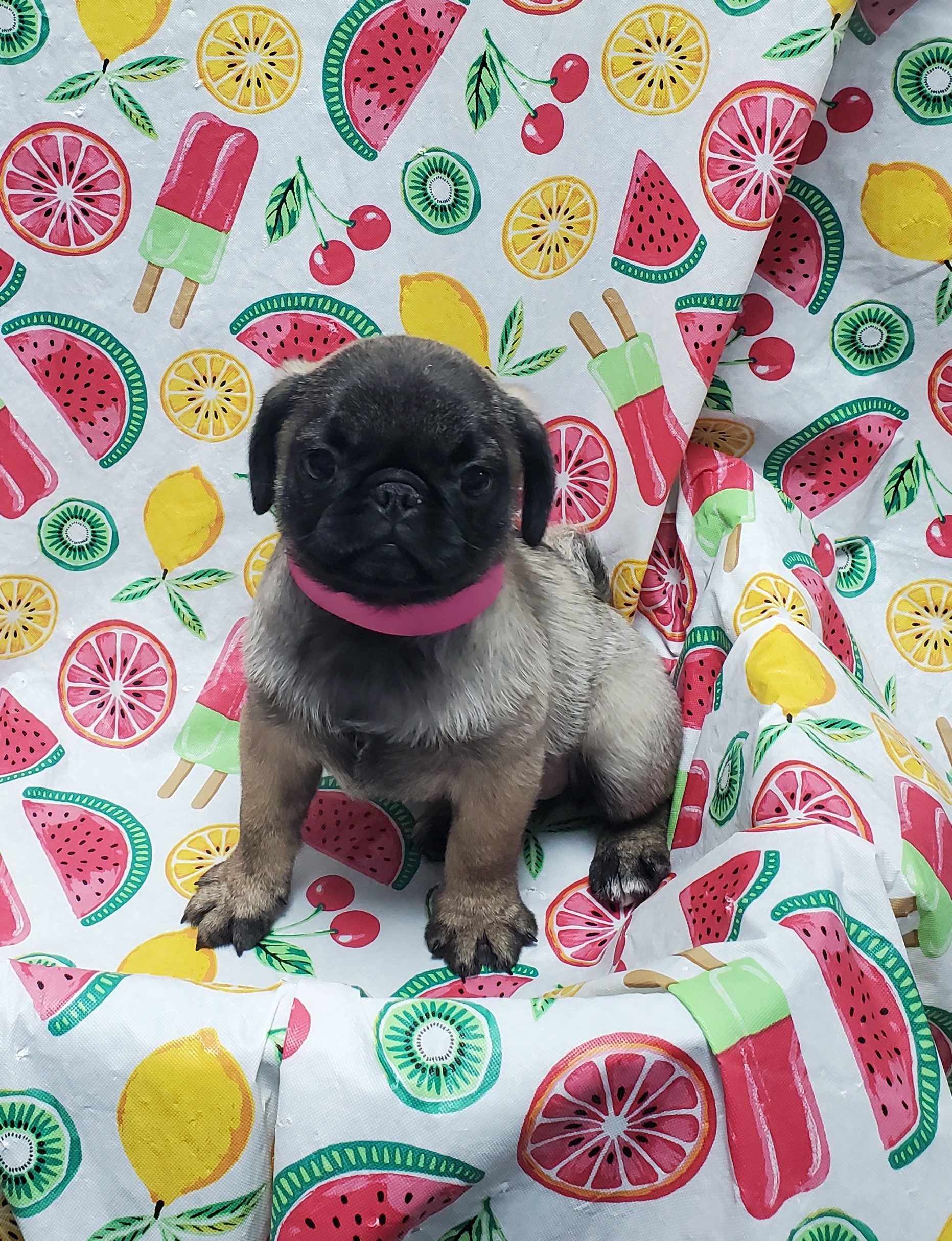 Available Puppies 17 Available Puppies 17