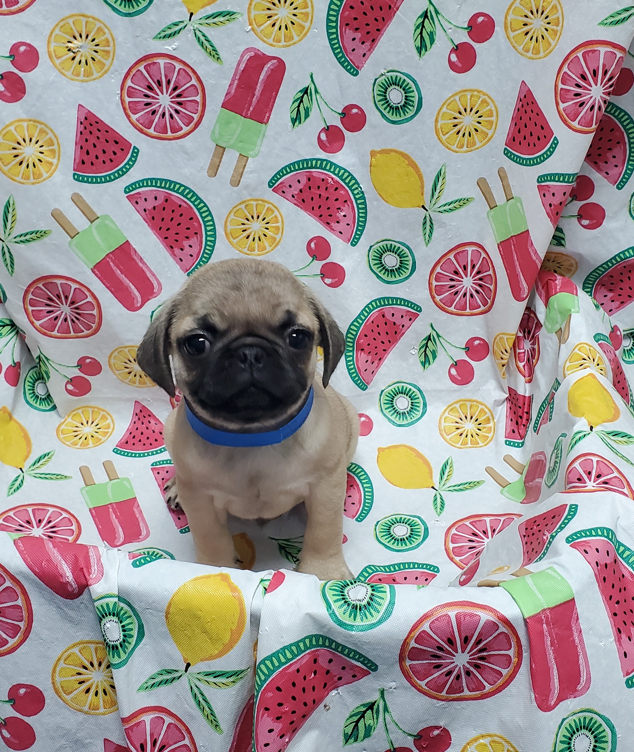 Available Puppies 21 Available Puppies 21