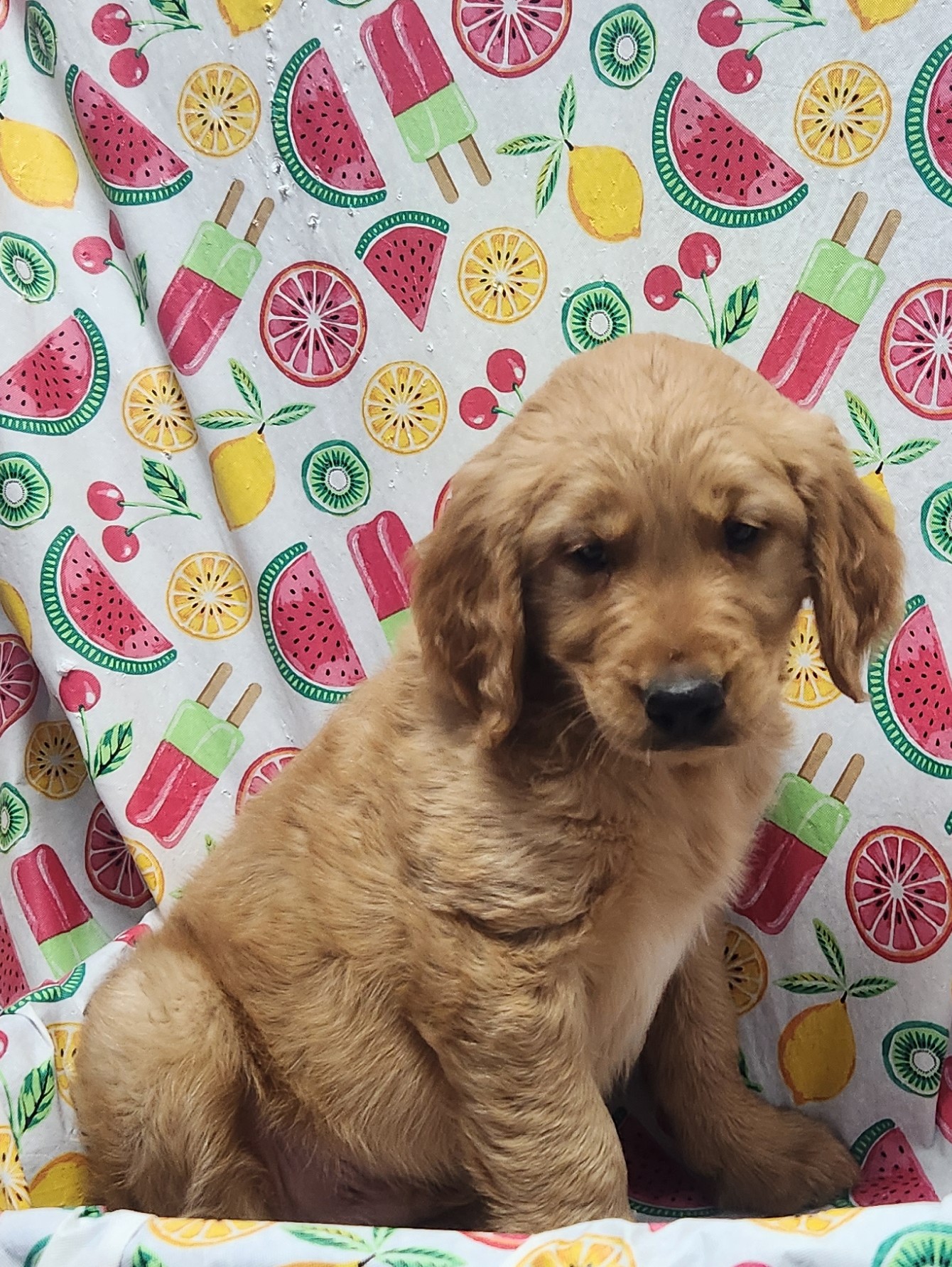 Available Puppies 23 Available Puppies 23