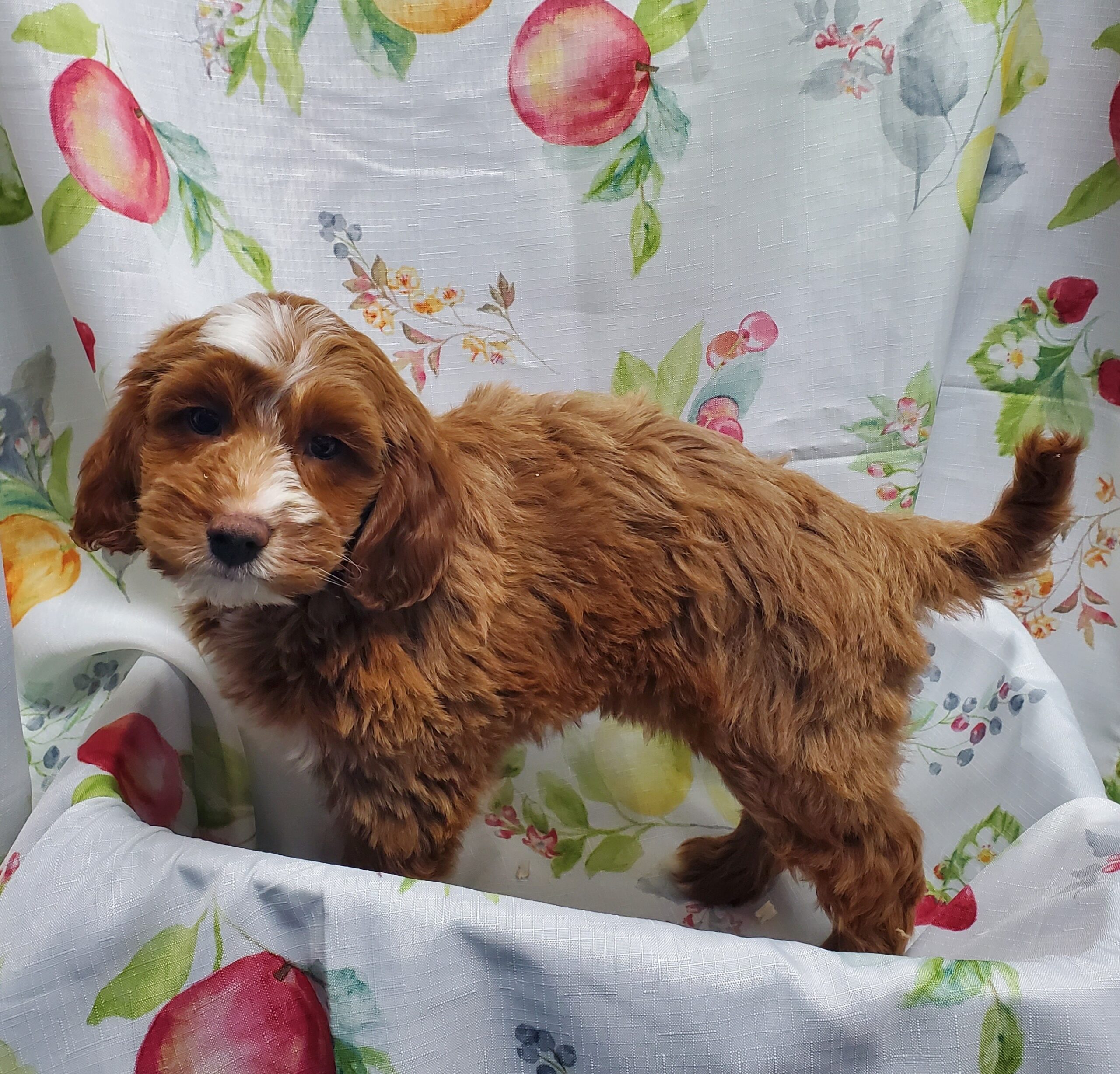 Available Puppies 24 Available Puppies 24