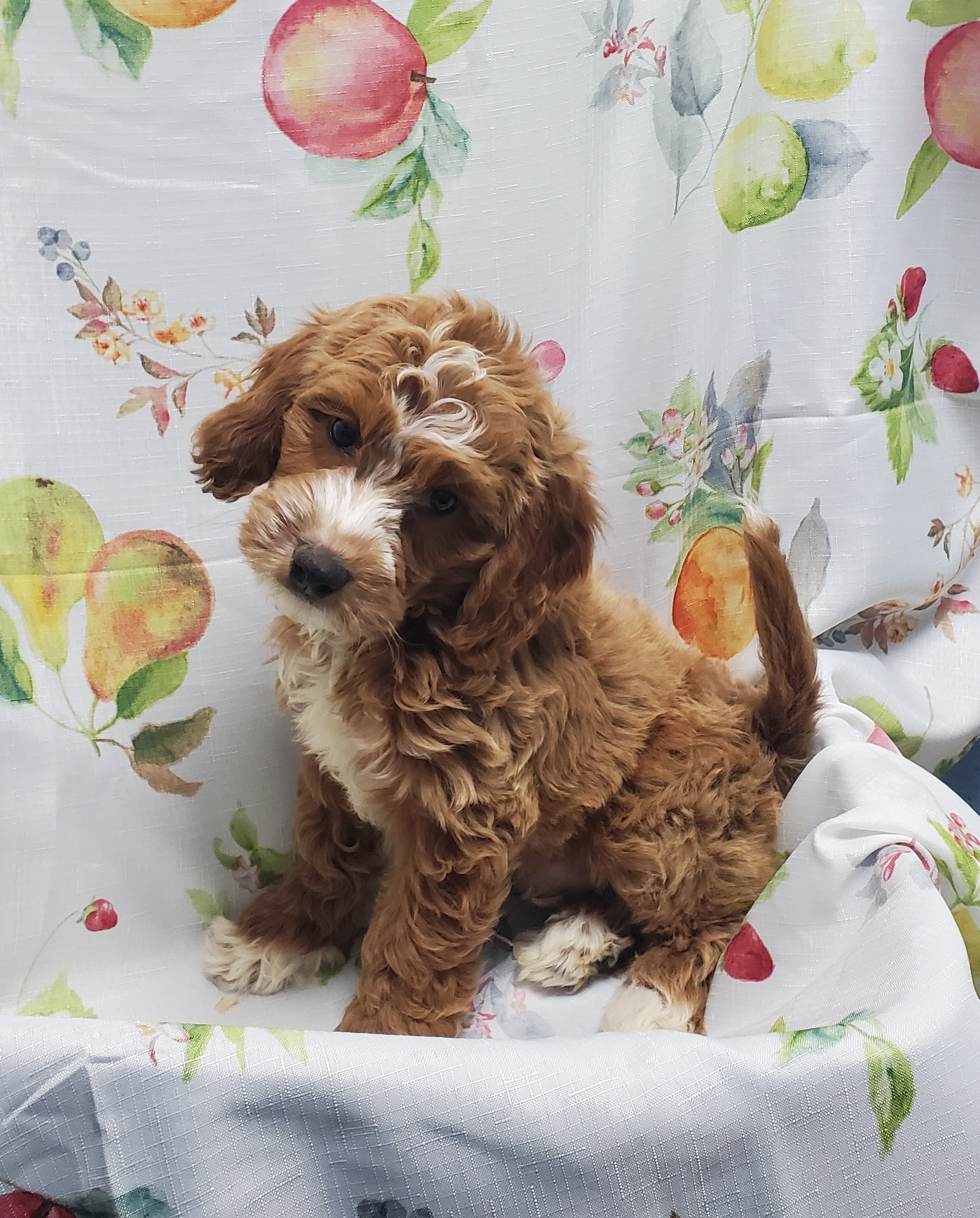 Available Puppies 17 Available Puppies 17