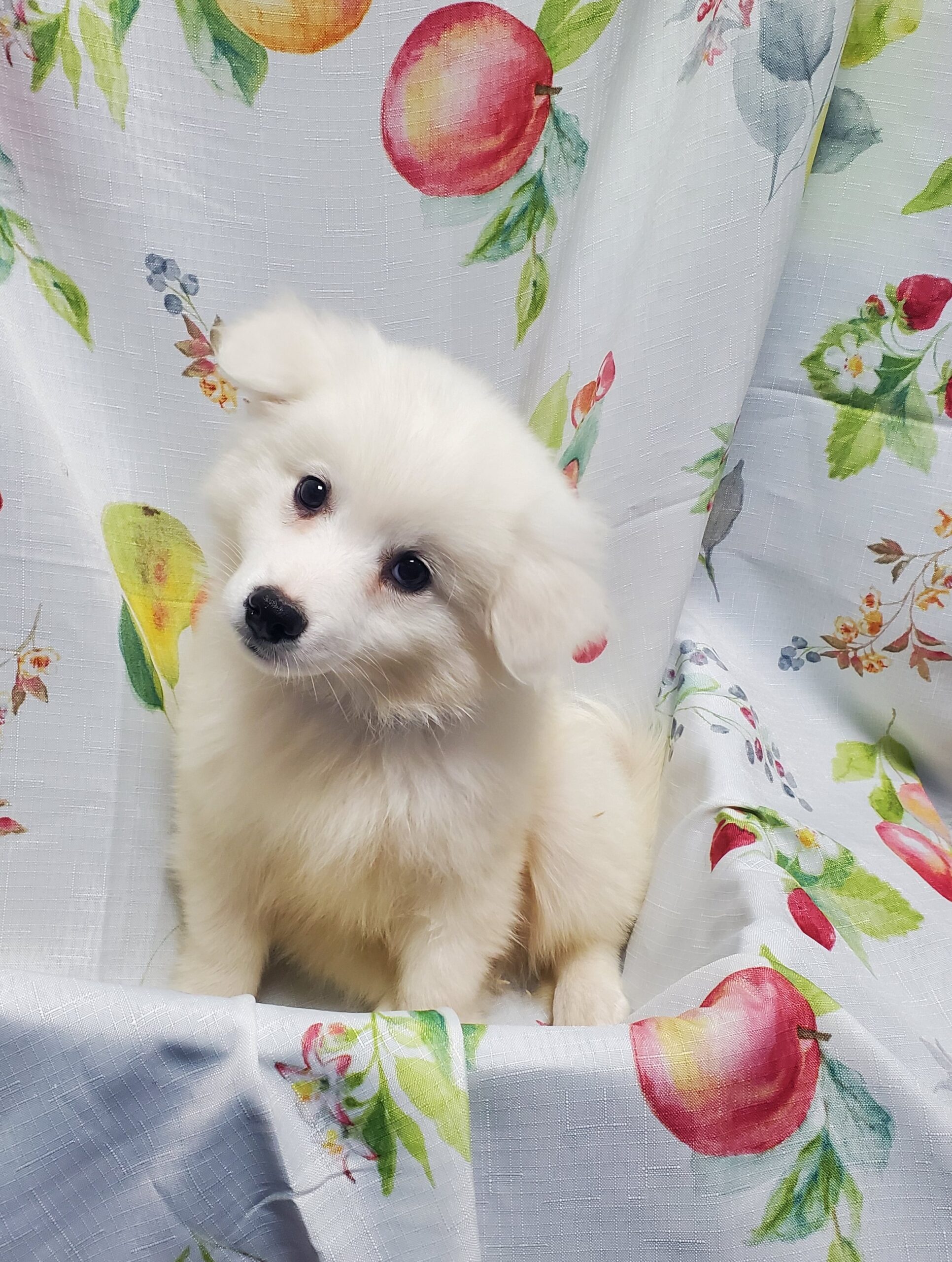 Available Puppies 18 Available Puppies 18