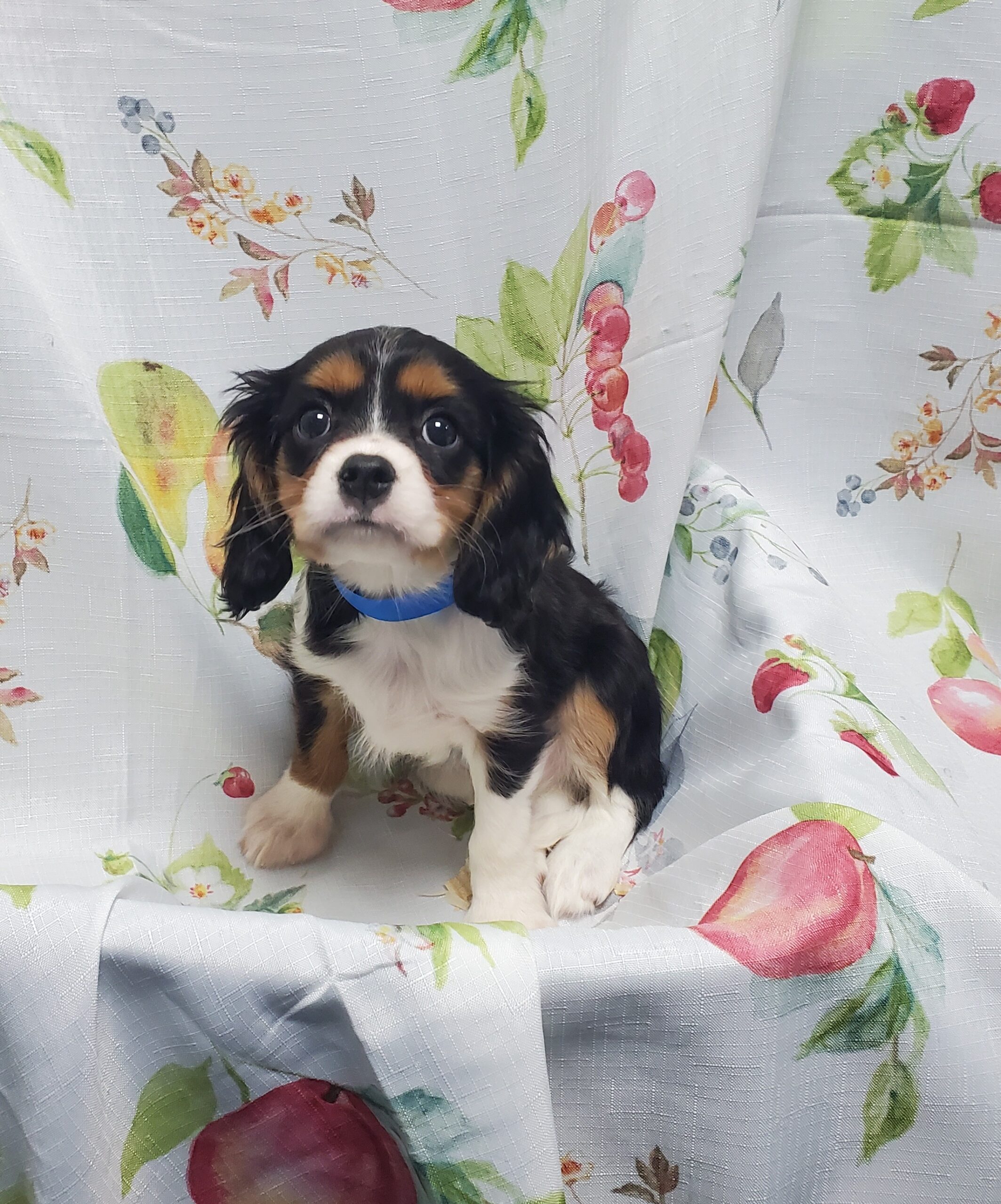 Available Puppies 28 Available Puppies 28