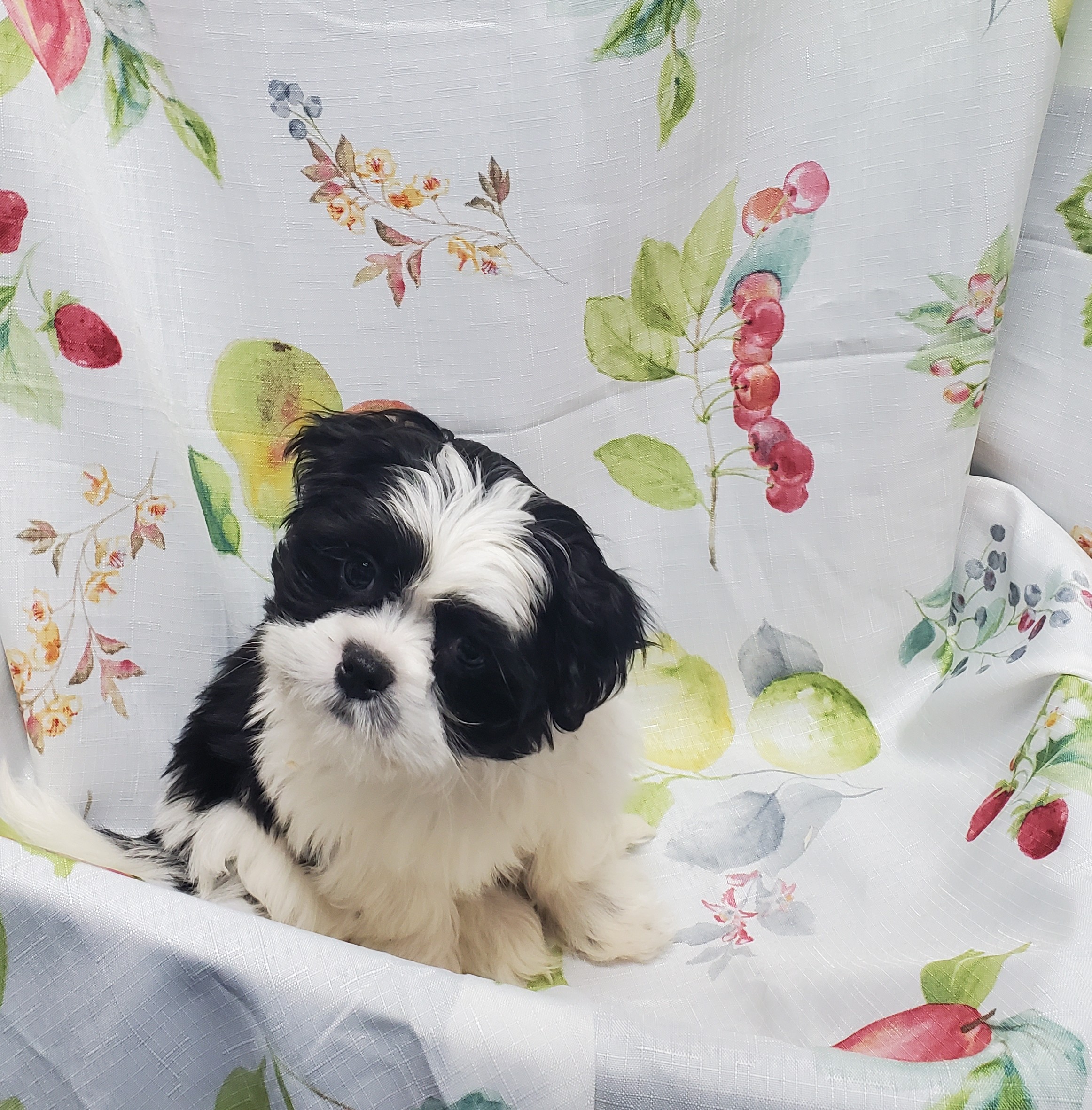 Available Puppies 27 Available Puppies 27