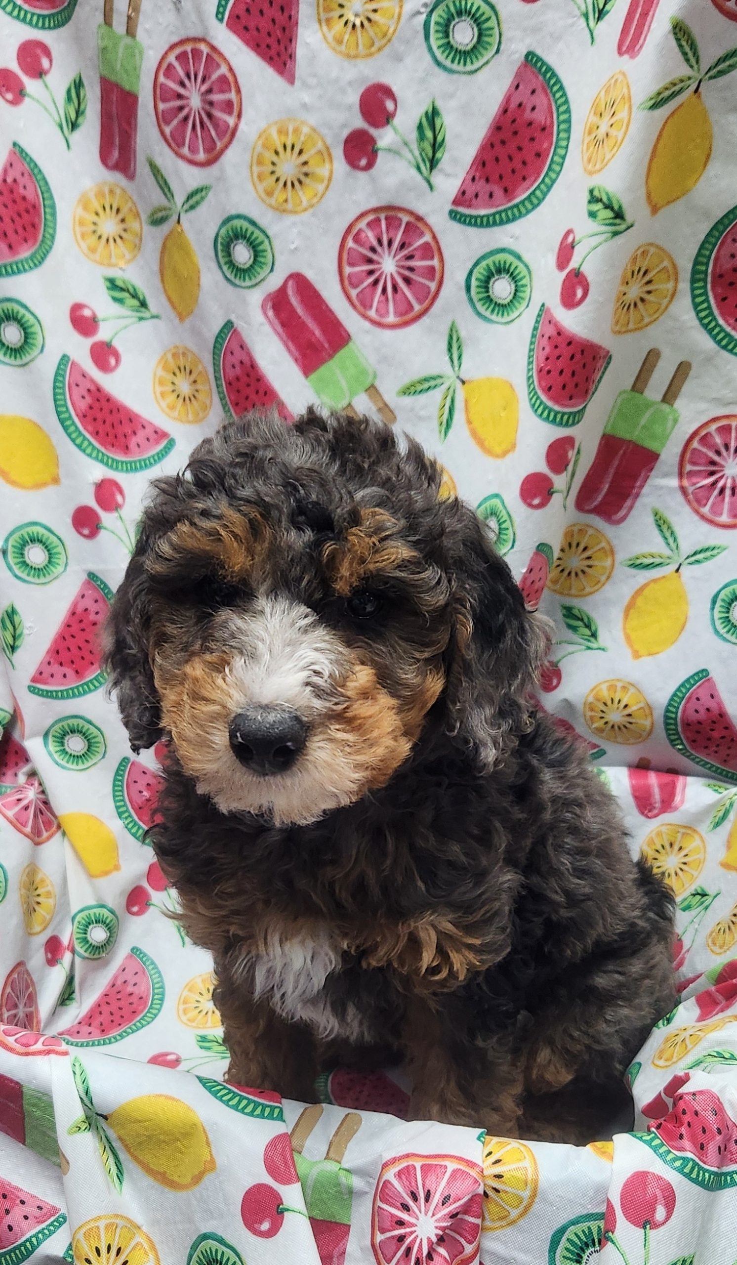 Available Puppies 20 Available Puppies 20