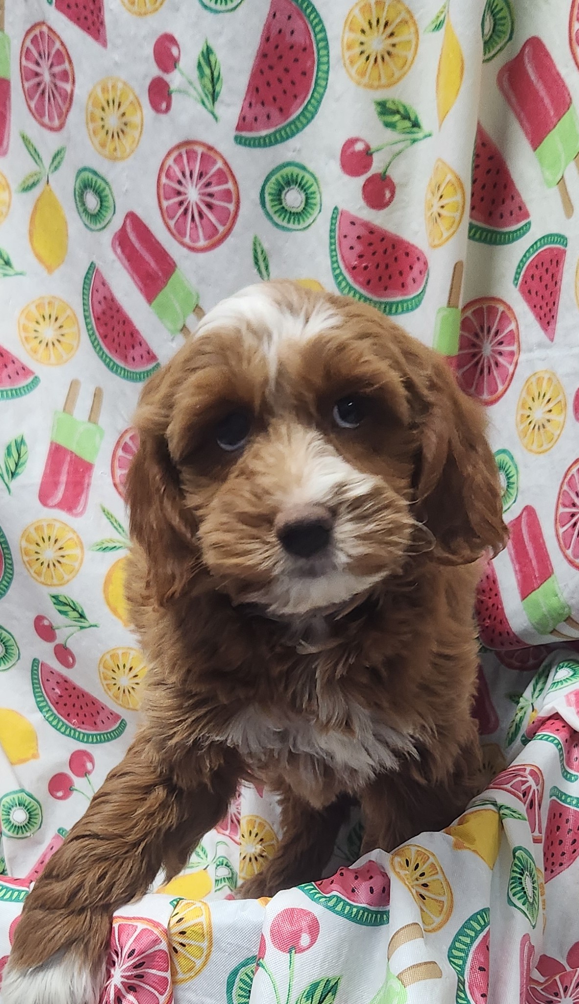 Available Puppies 19 Available Puppies 19