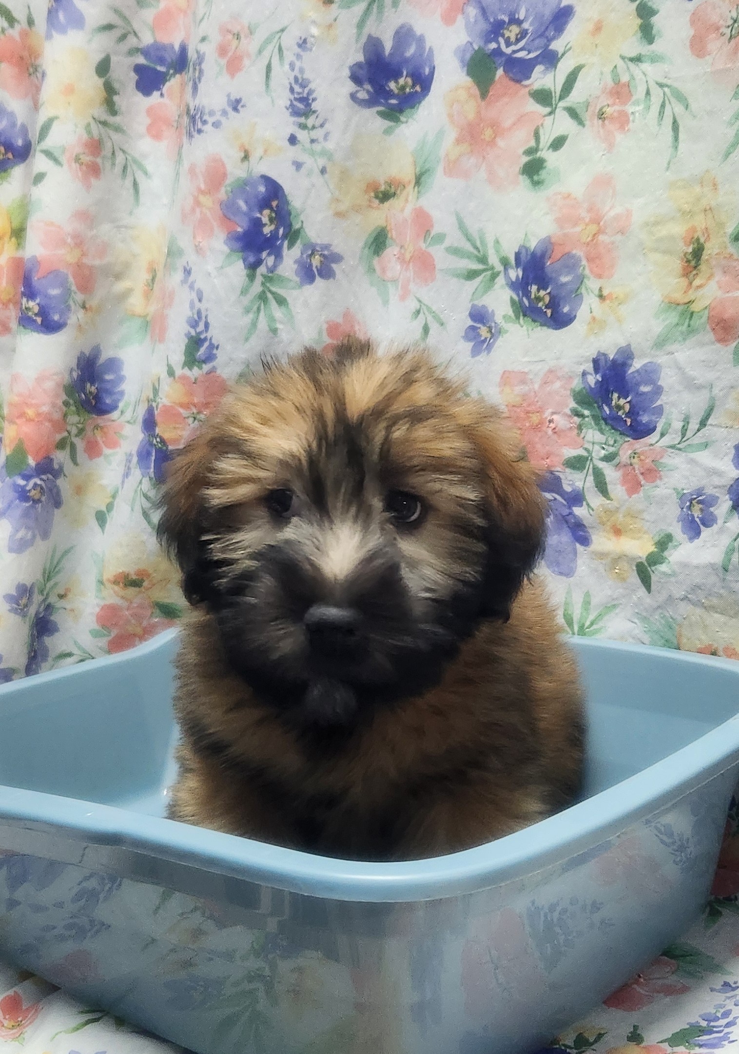 Available Puppies 25 Available Puppies 25