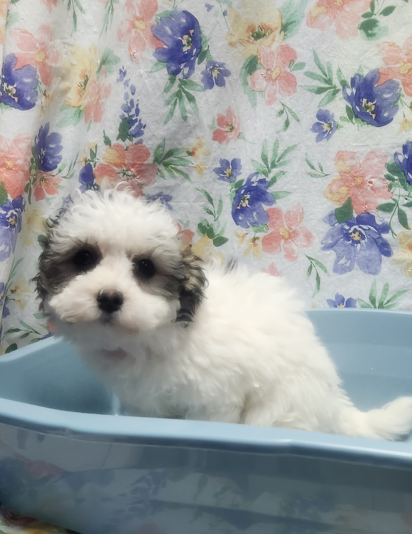 Available Puppies 32 Available Puppies 32