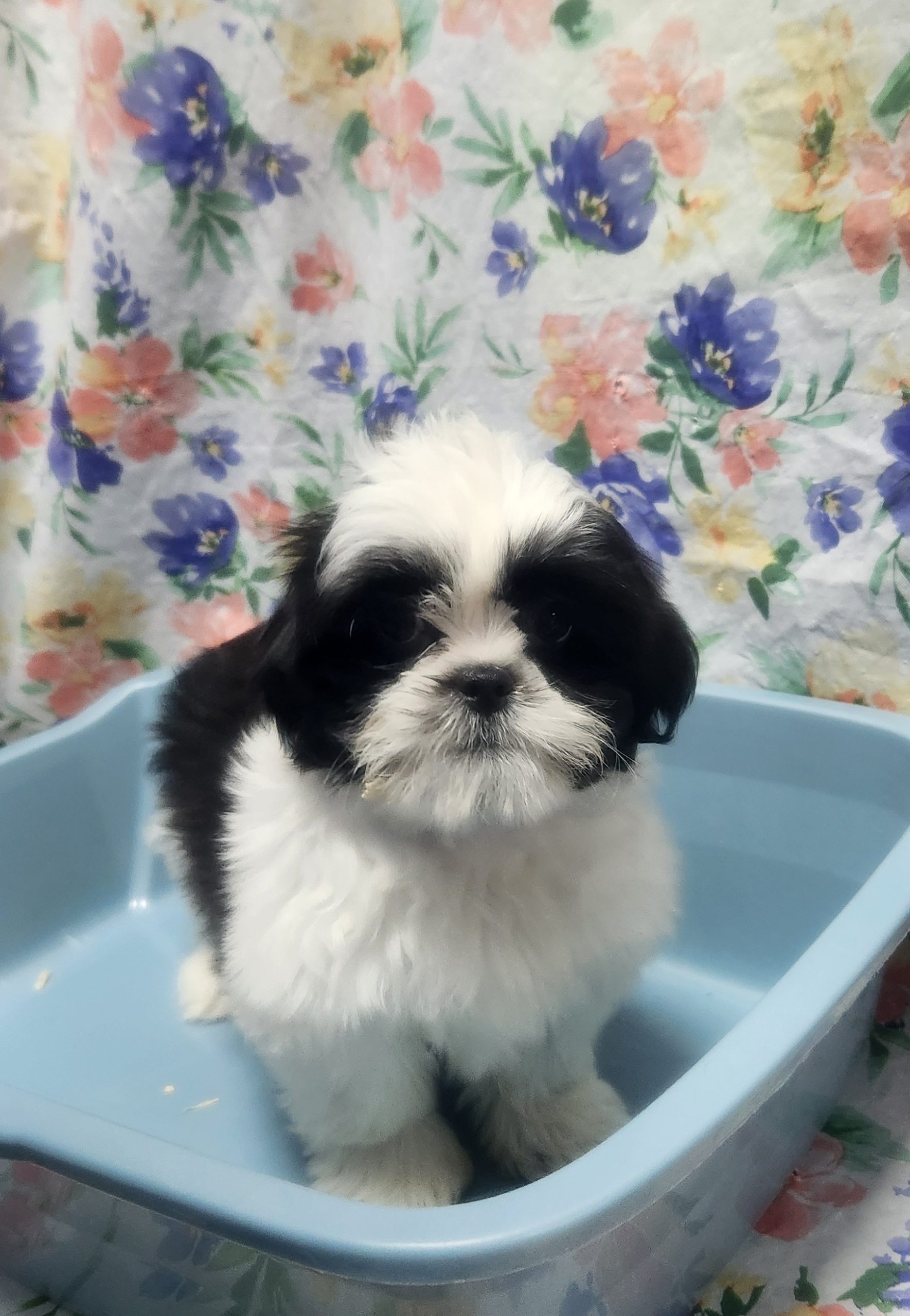 Available Puppies 26 Available Puppies 26