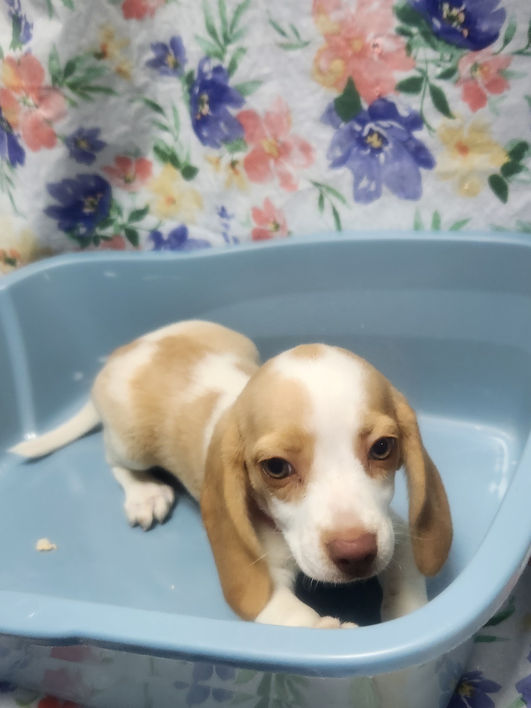 Available Puppies 29 Available Puppies 29