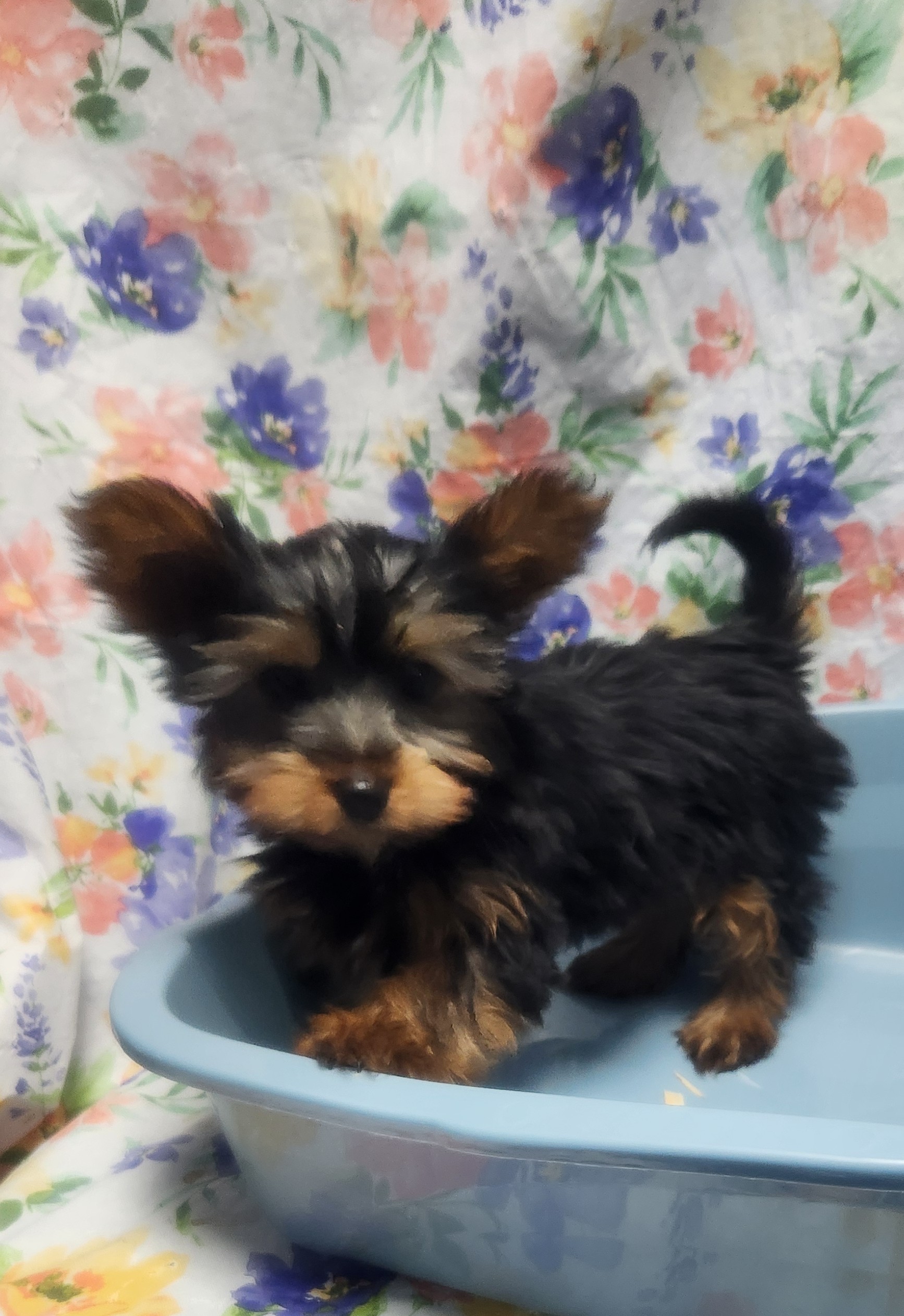 Available Puppies 30 Available Puppies 30
