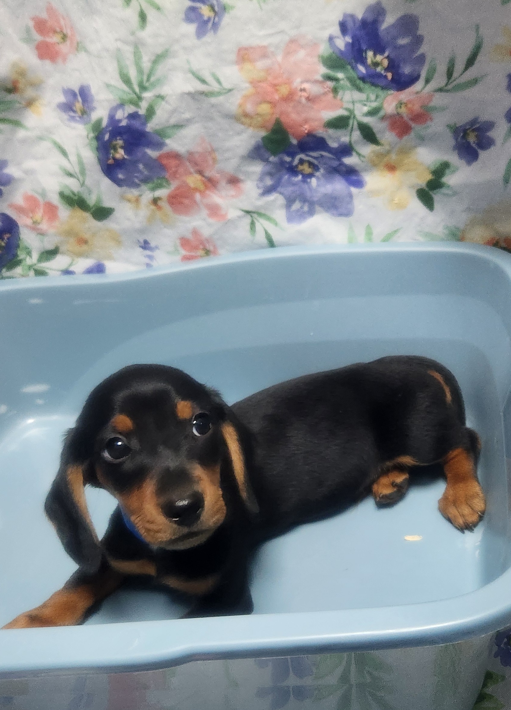 Available Puppies 28 Available Puppies 28
