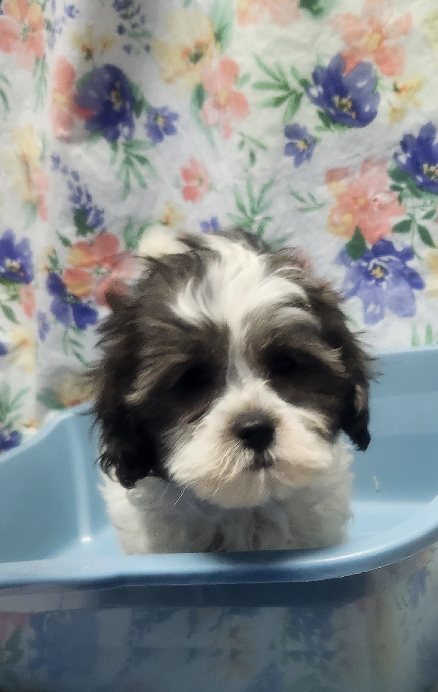 Available Puppies 27 Available Puppies 27