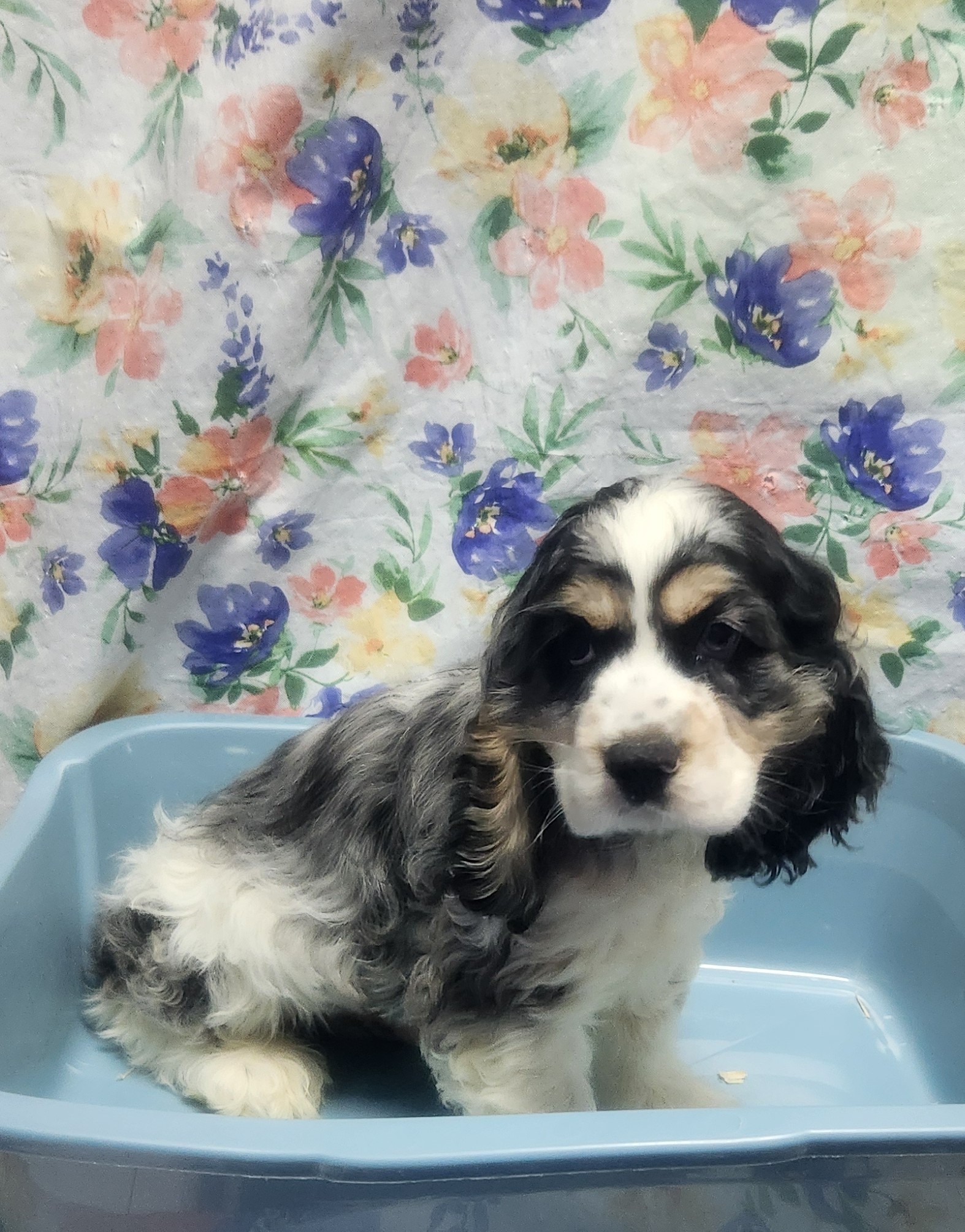 Available Puppies 31 Available Puppies 31