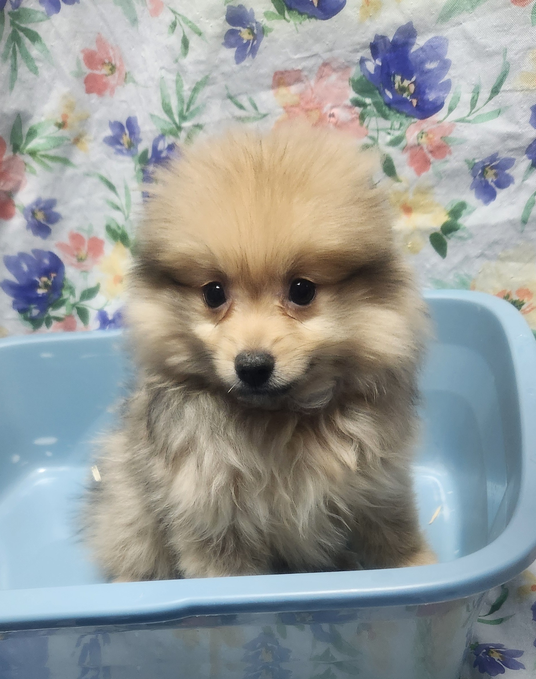Available Puppies 33 Available Puppies 33