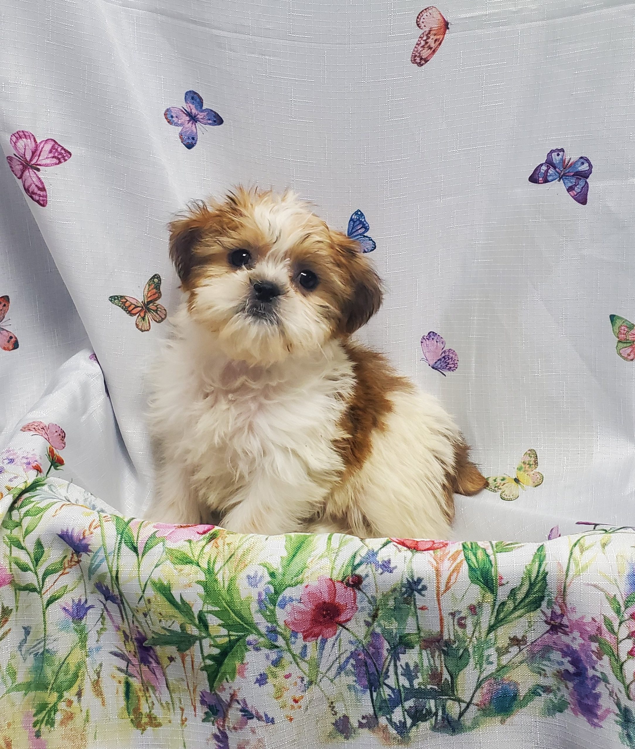 Available Puppies 11 Available Puppies 11