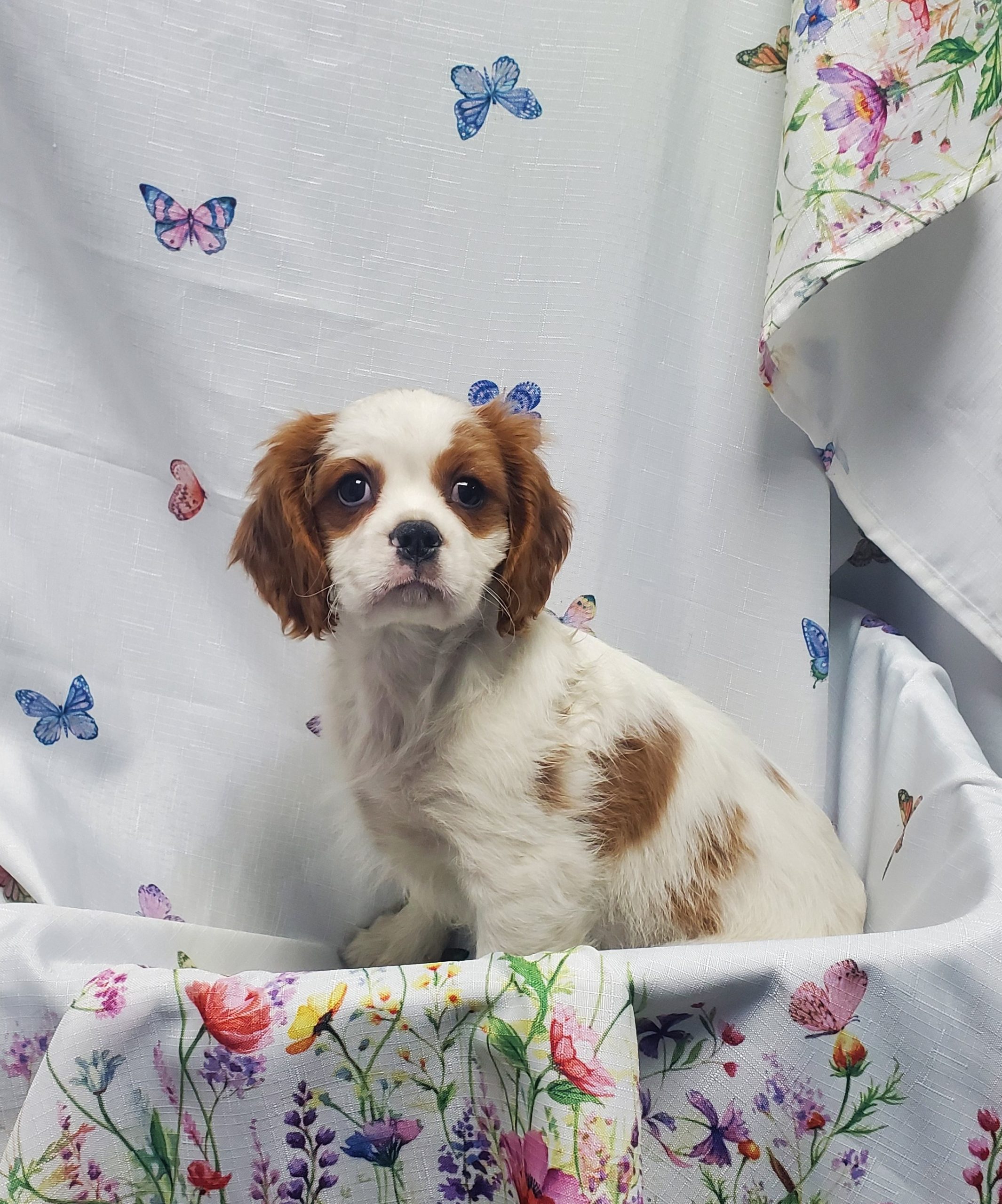 Available Puppies 10 Available Puppies 10