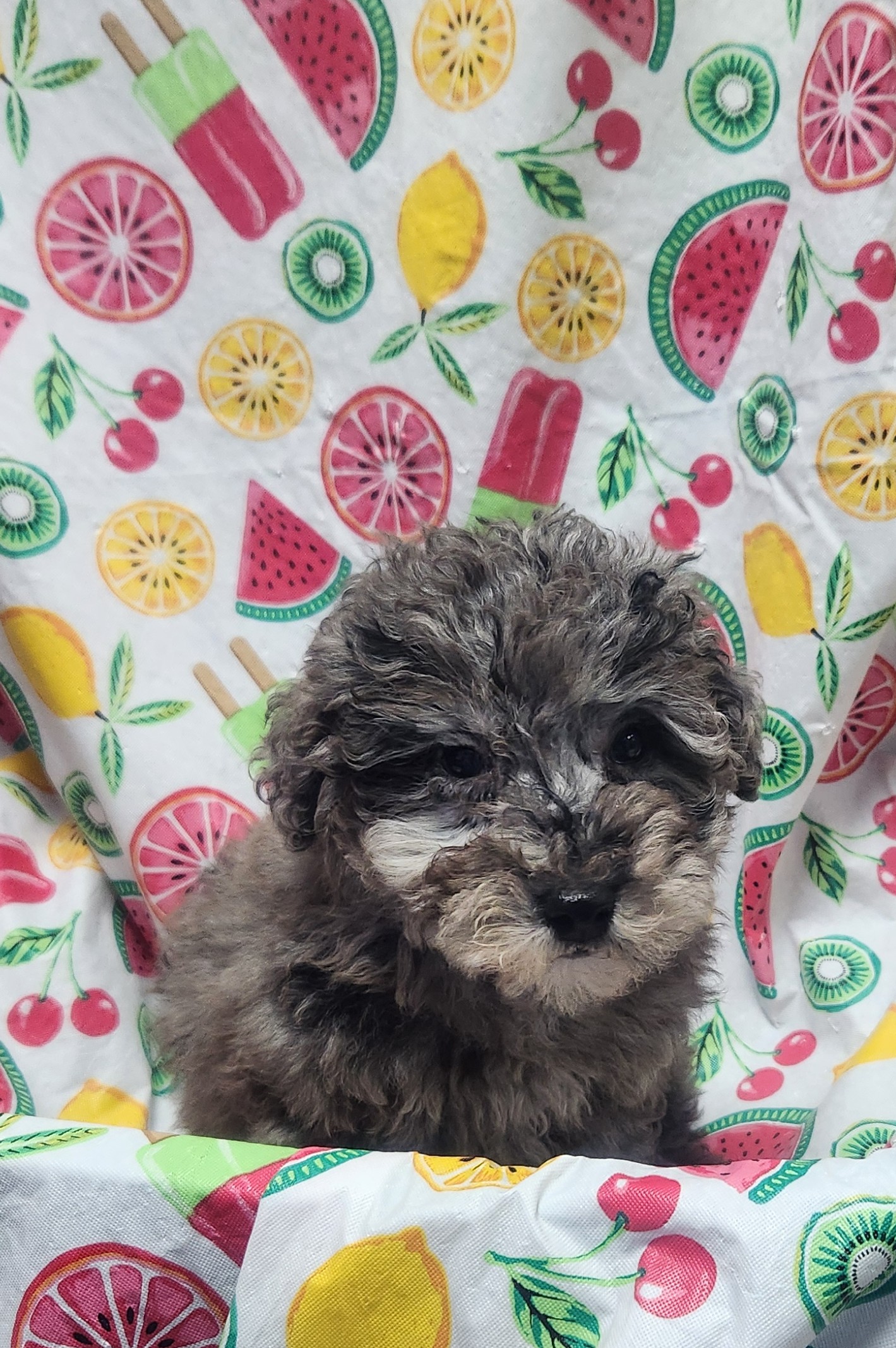 Available Puppies 19