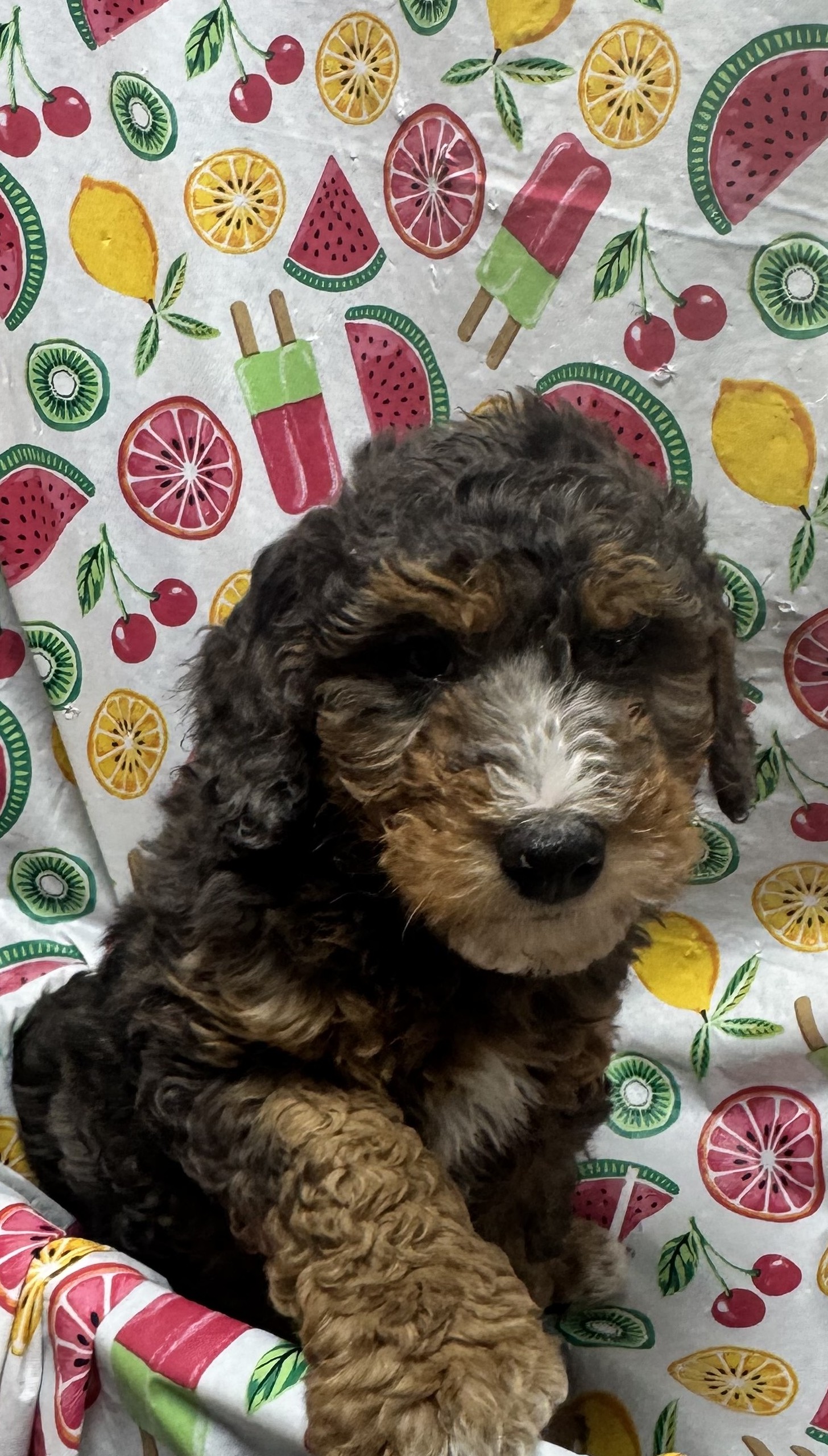 Available Puppies 22 Available Puppies 22