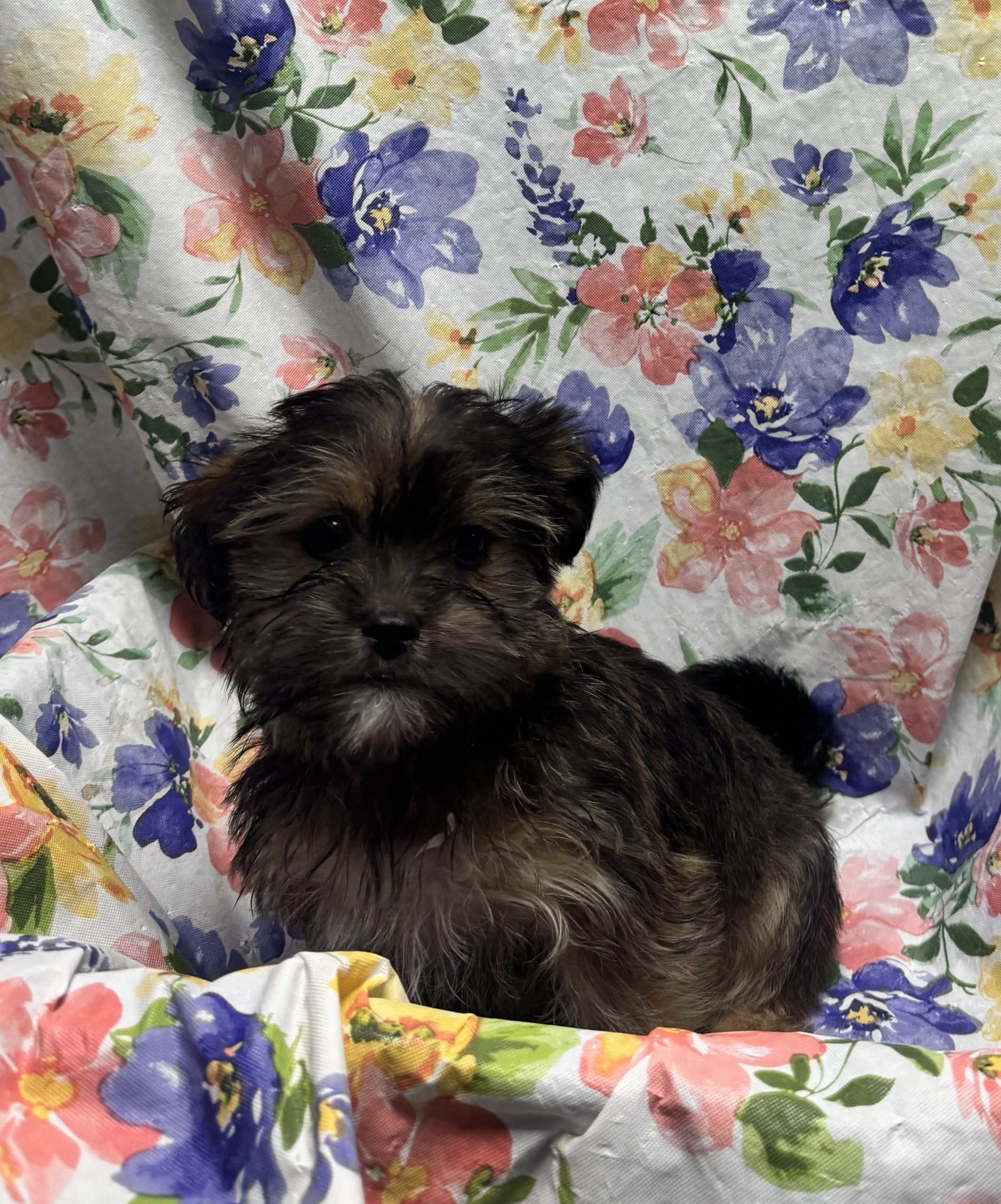 Available Puppies 21 Available Puppies 21