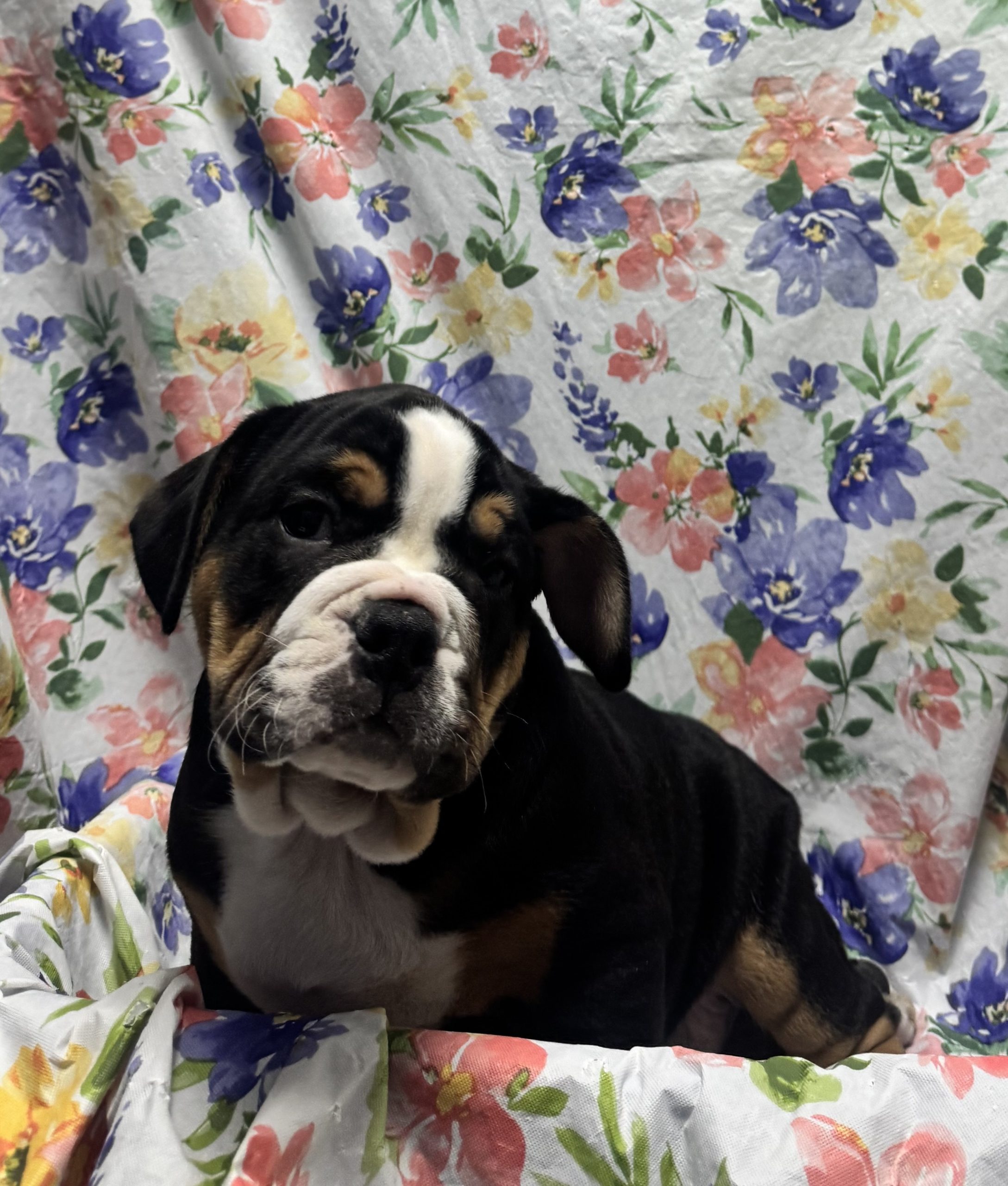 Available Puppies 22 Available Puppies 22