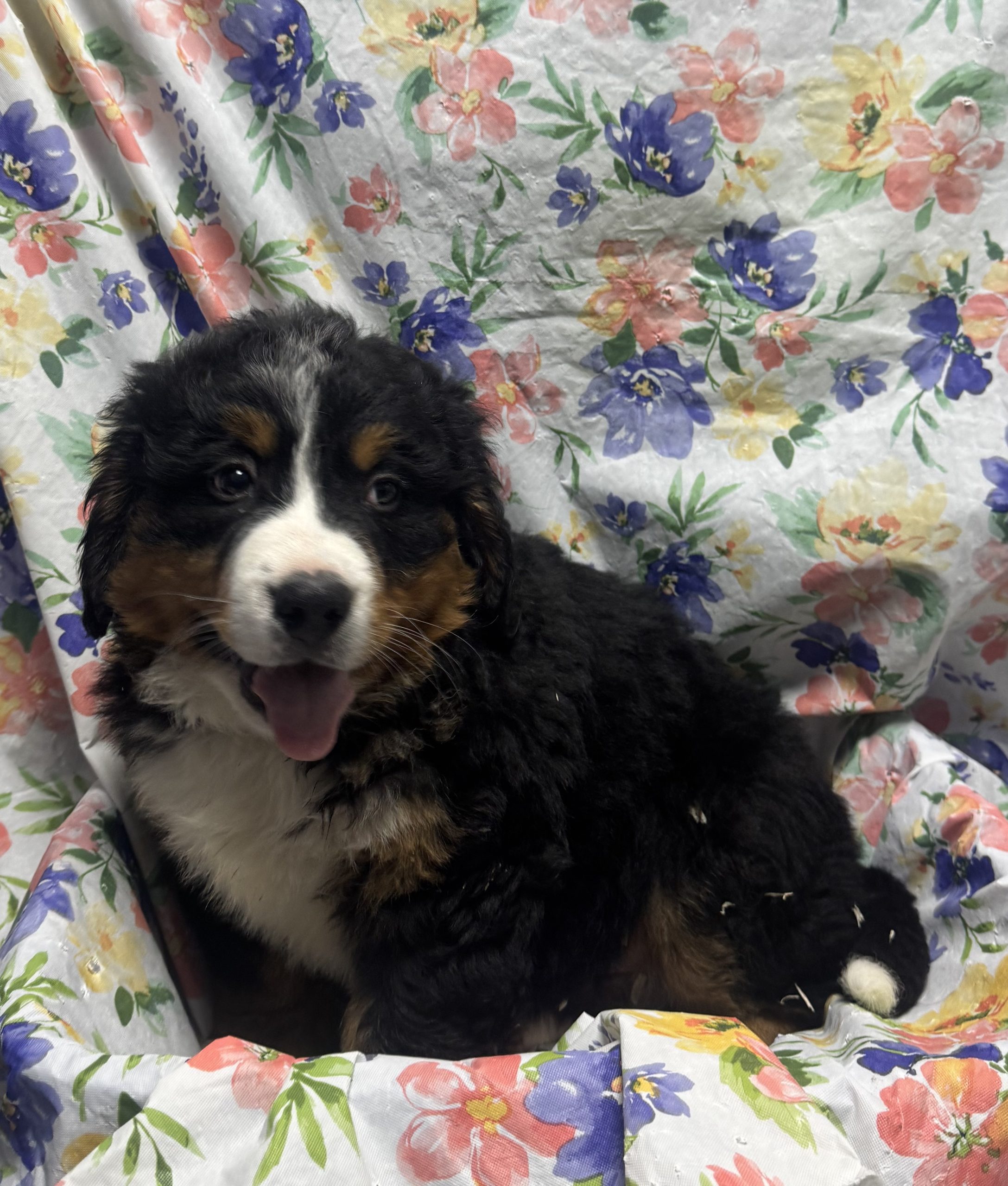 Available Puppies 24 Available Puppies 24