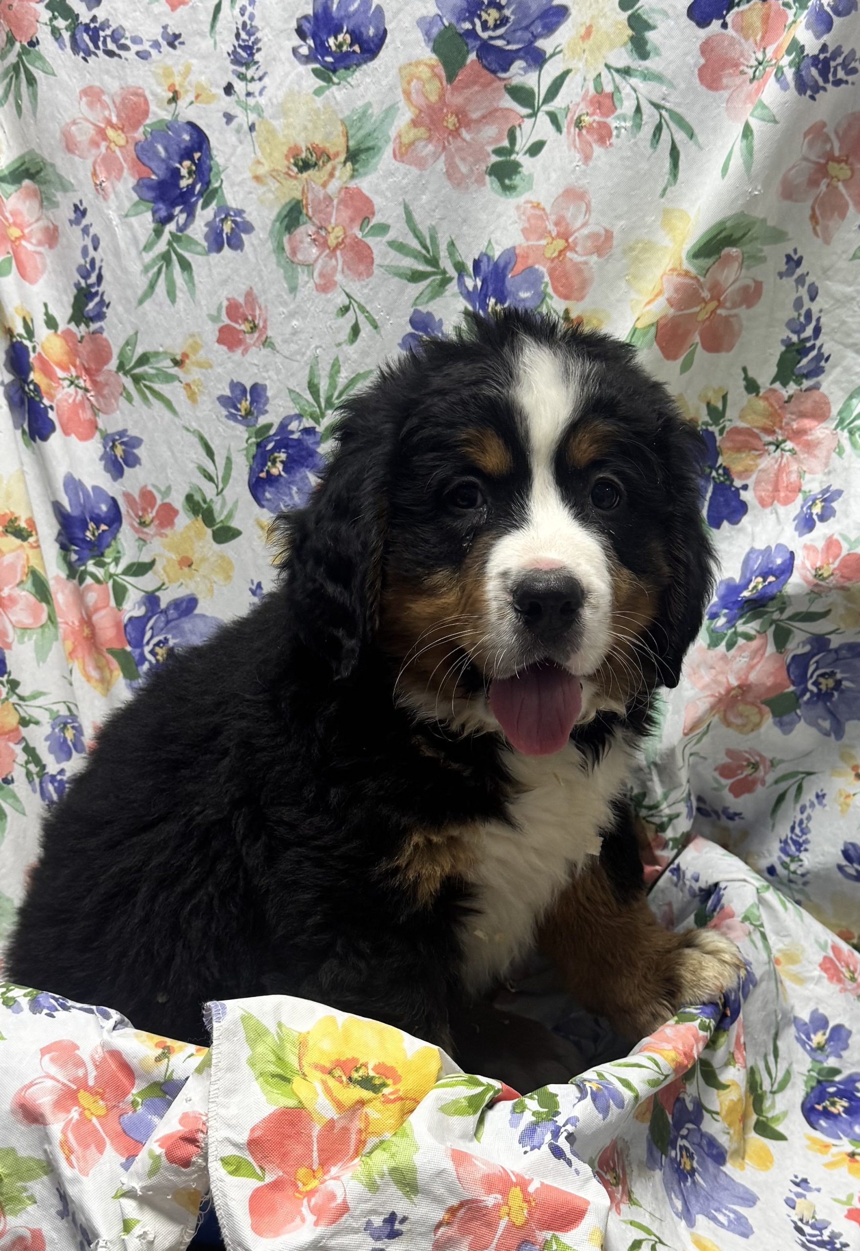 Available Puppies 23 Available Puppies 23