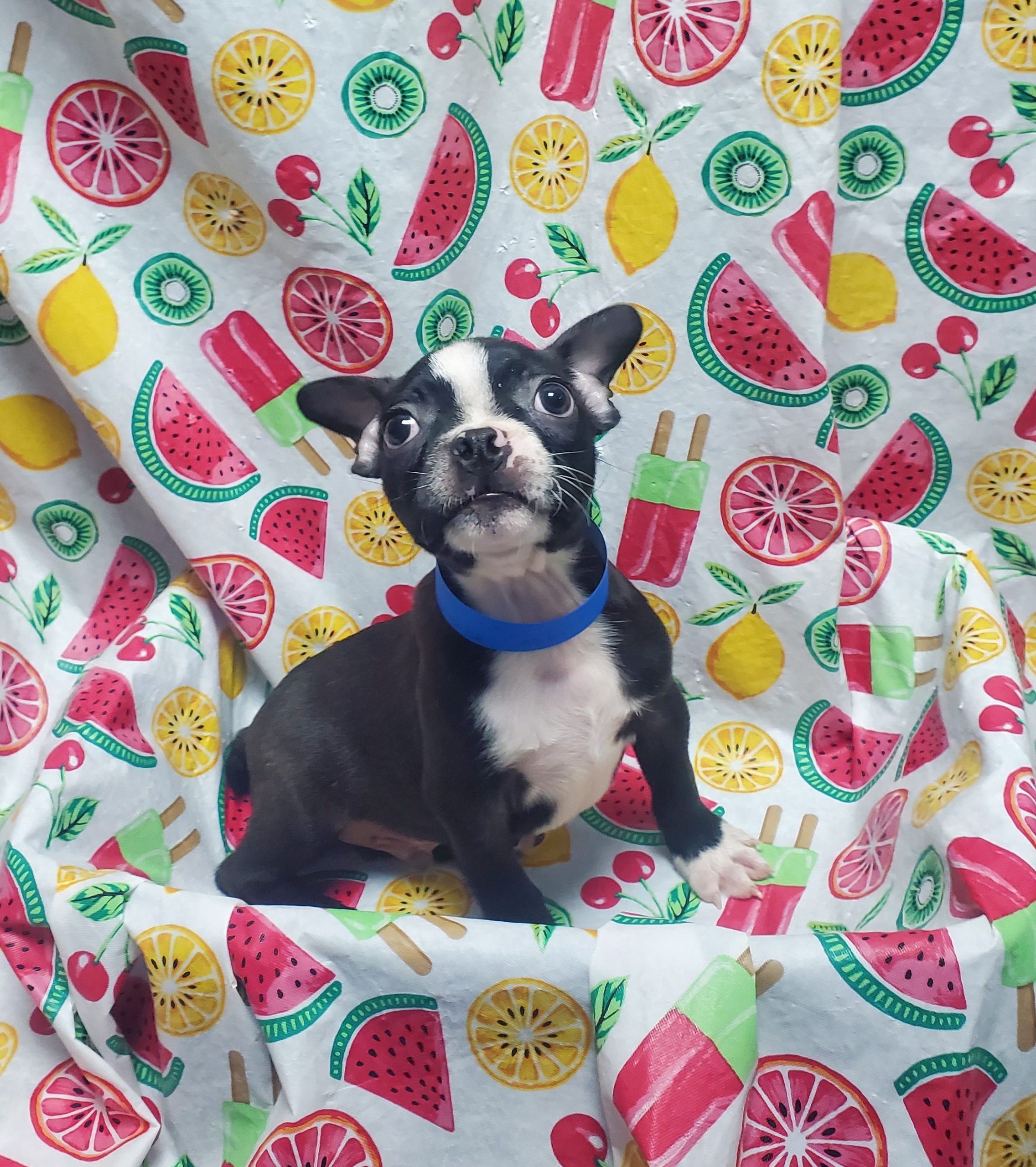 Available Puppies 20