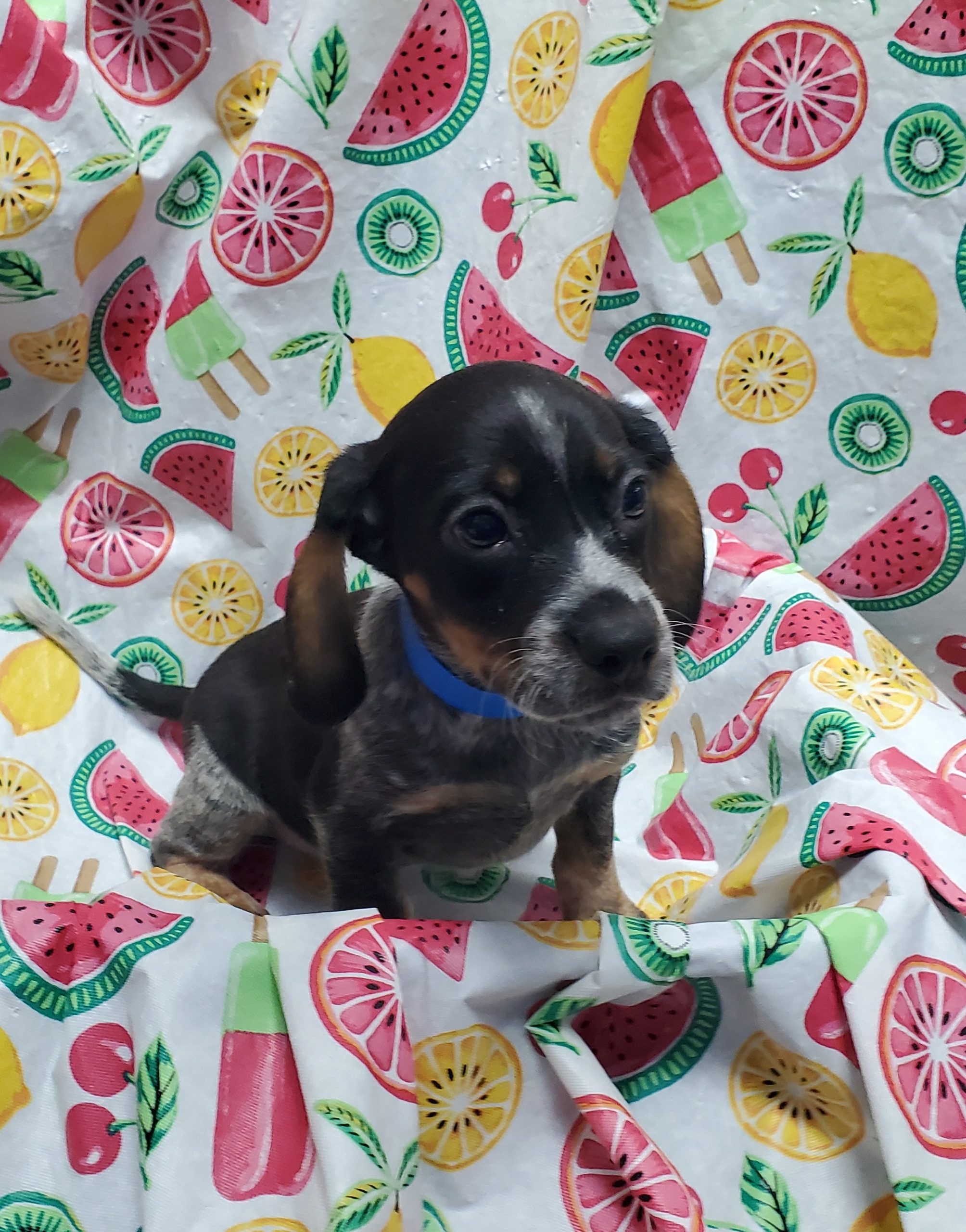 Available Puppies 14 Available Puppies 14