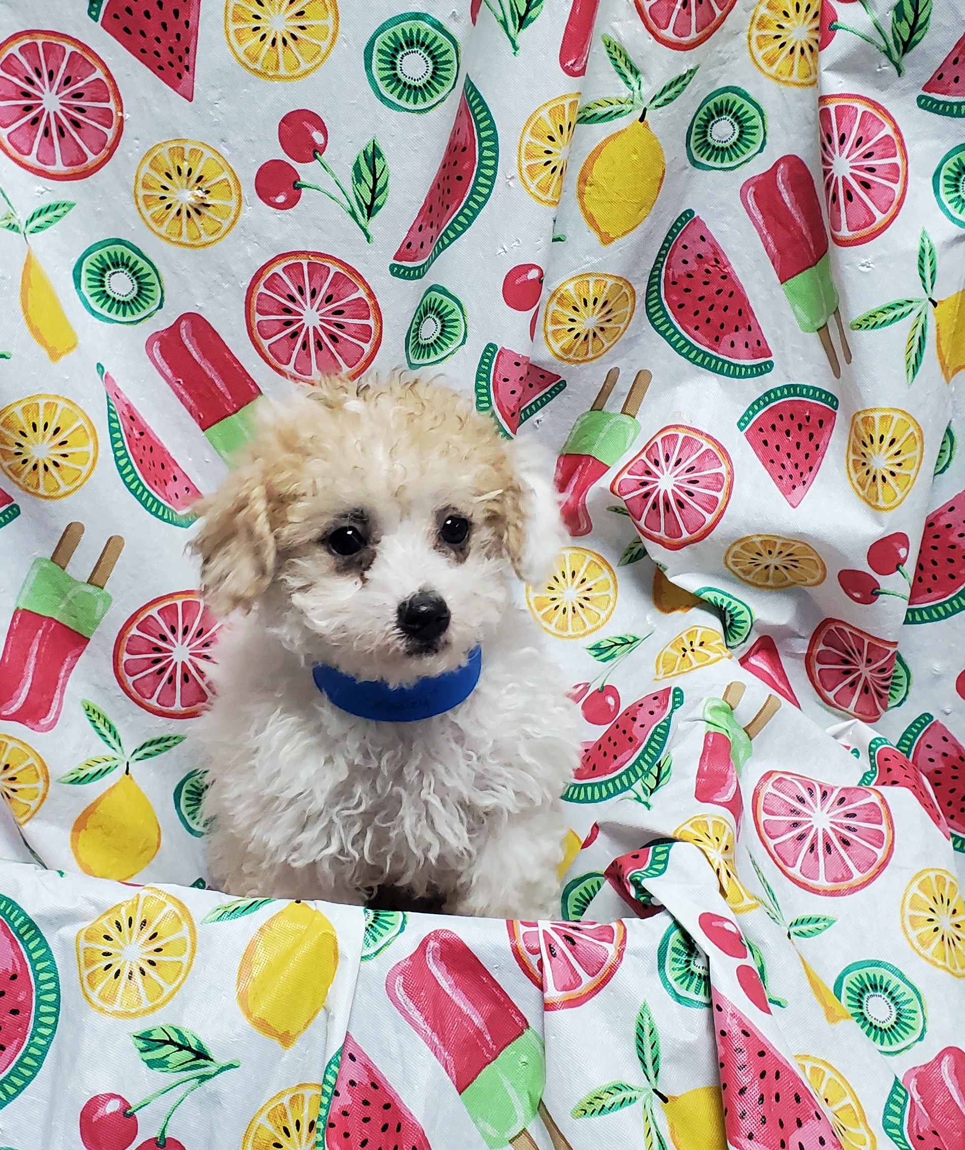 Available Puppies 13 Available Puppies 13