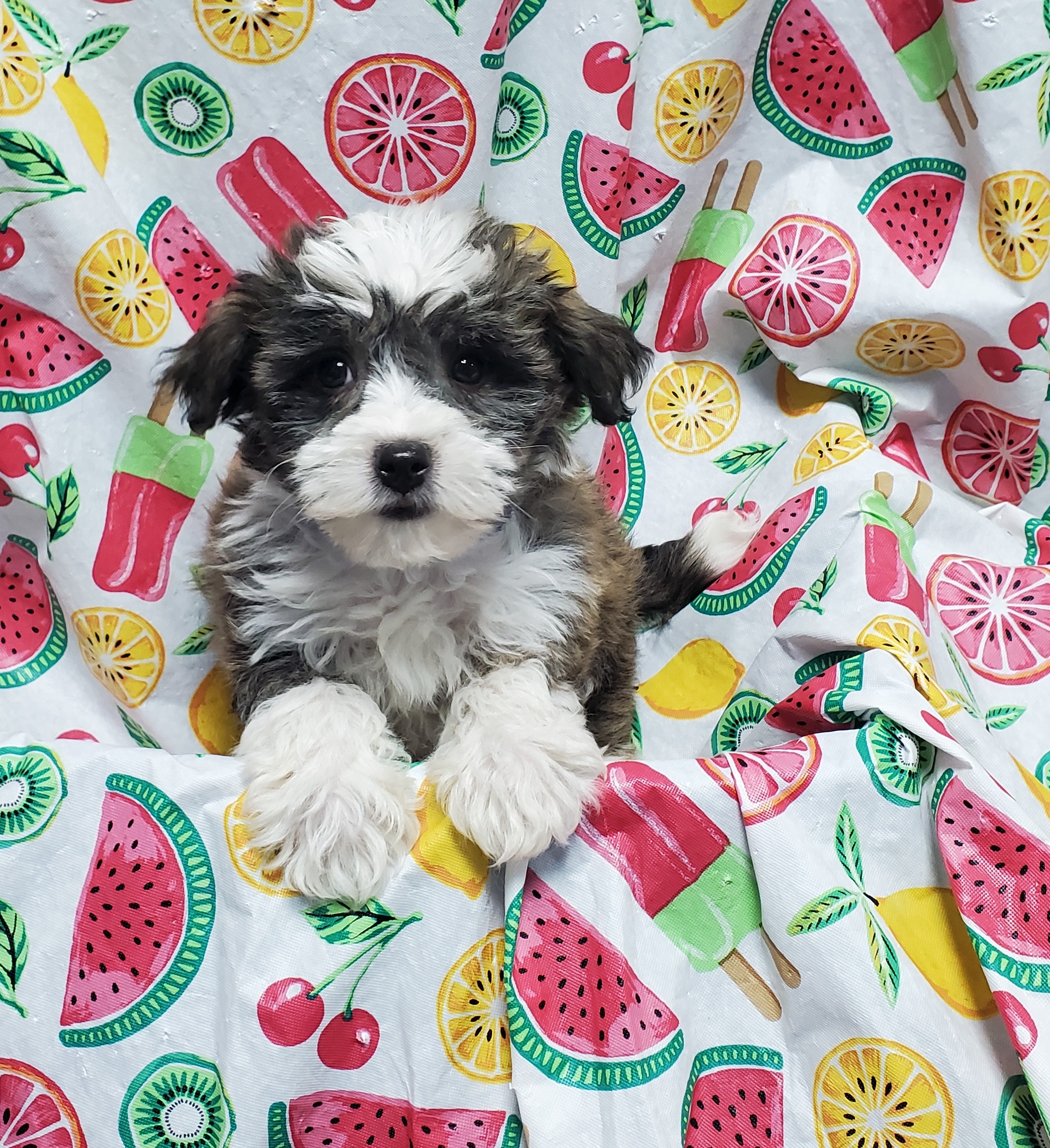 Available Puppies 22