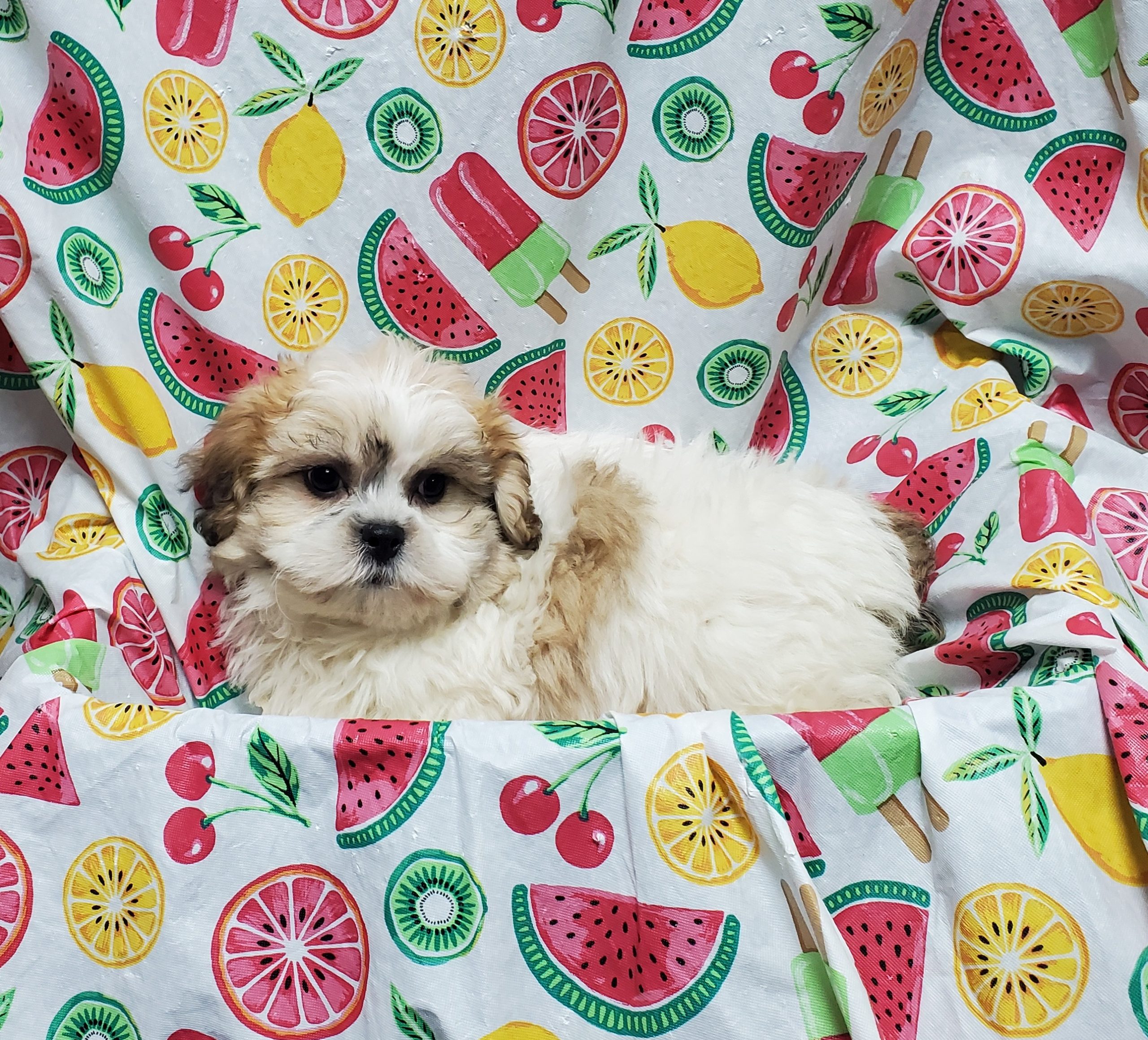 Available Puppies 21