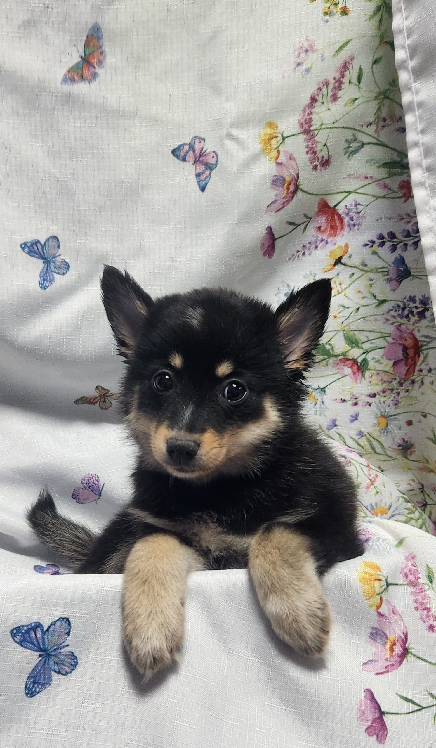 Available Puppies 27