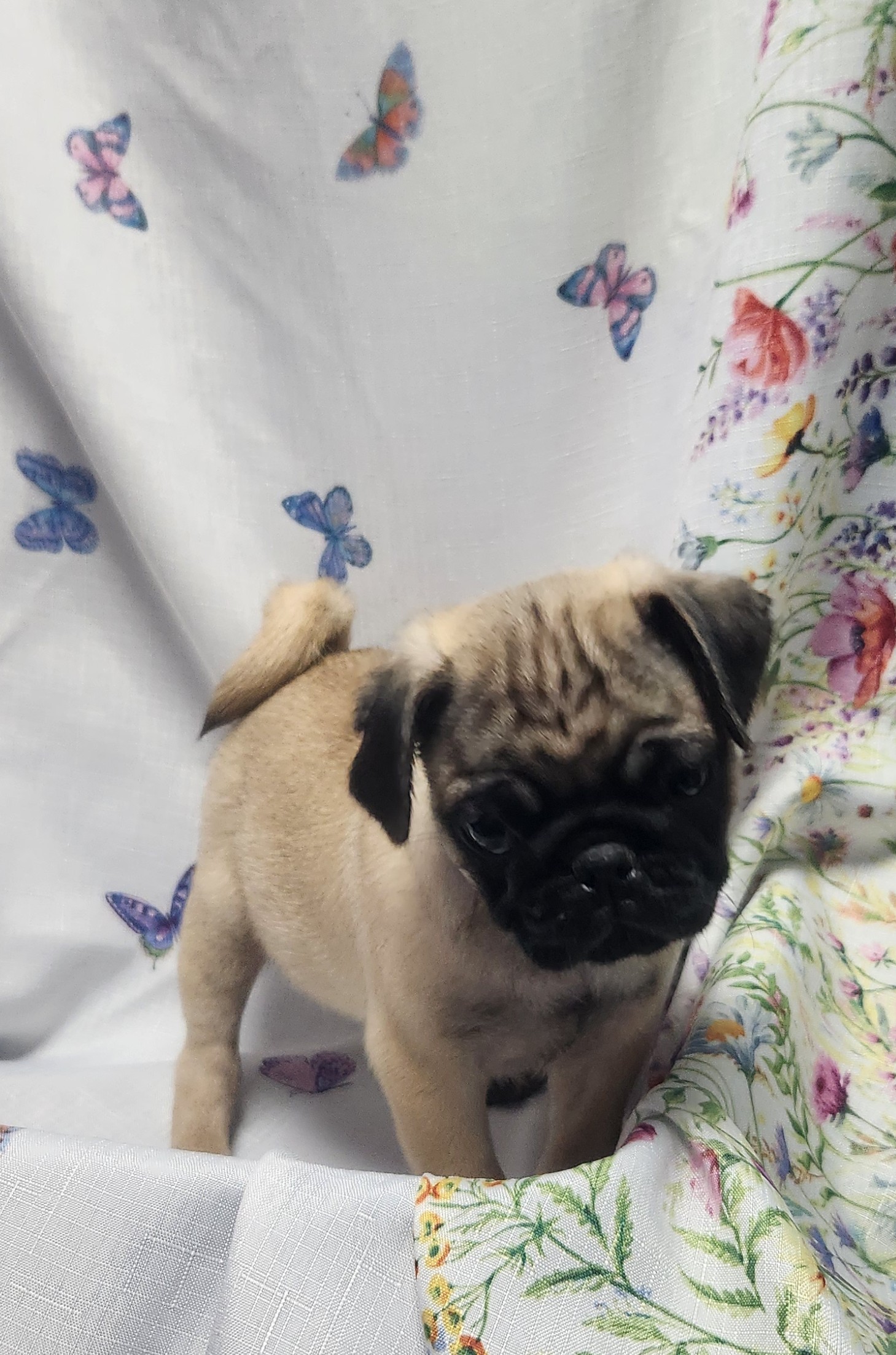 Available Puppies 25